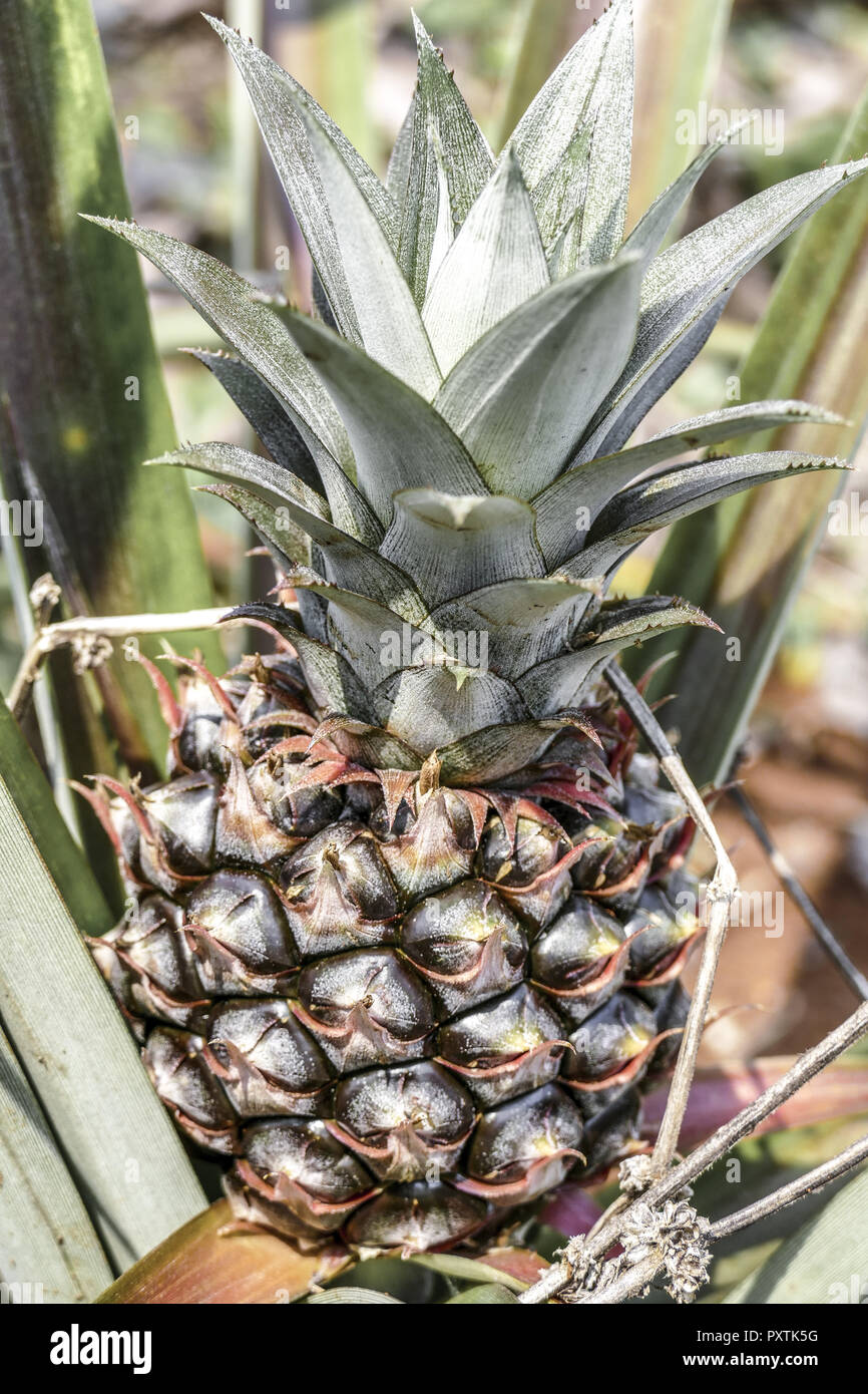 Thailand, Asia, Pineapple Plantation Stock Photo