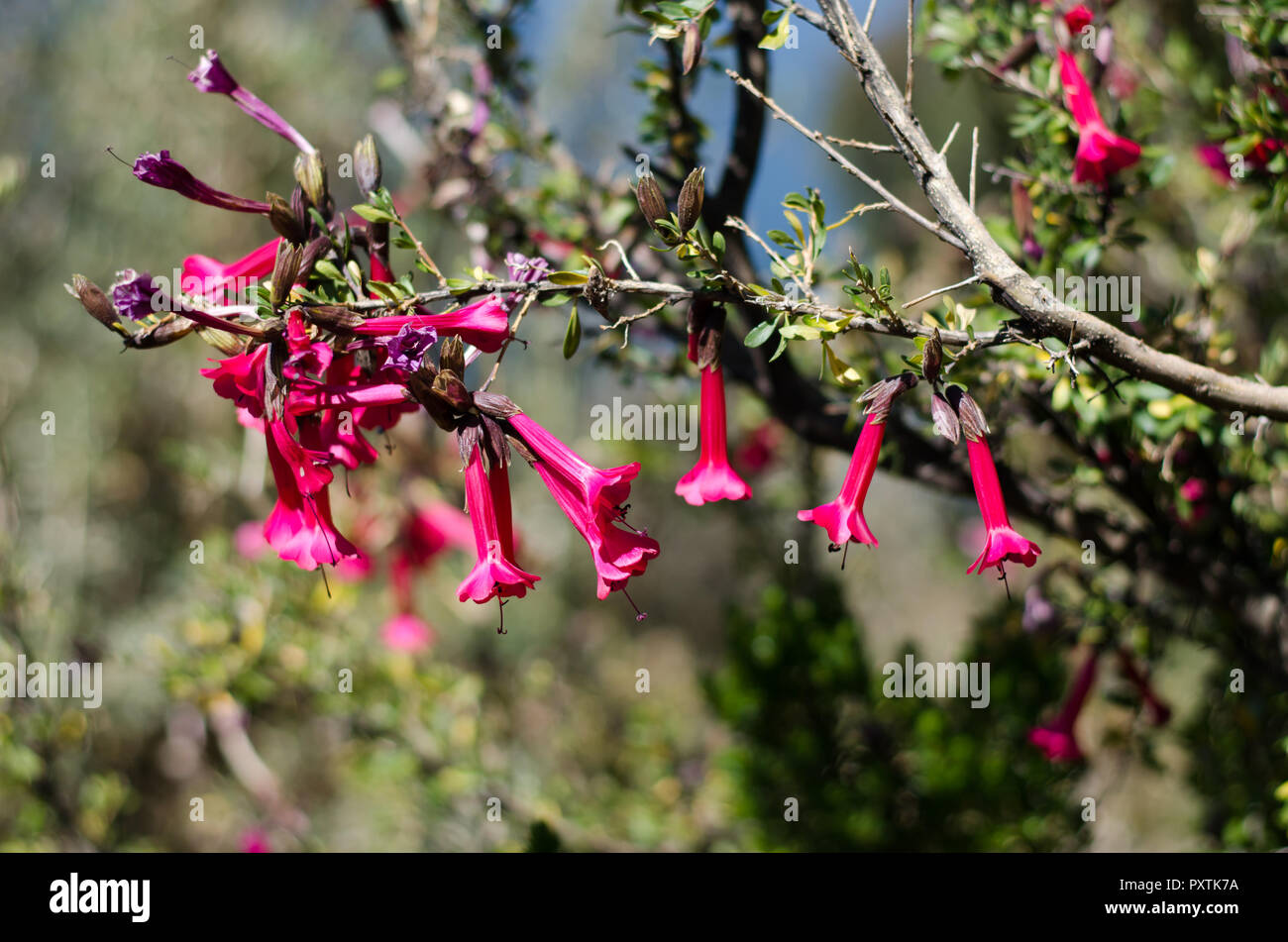 The cantuta is the Sacred Flower of the Incas and National Flower of Peru Stock Photo