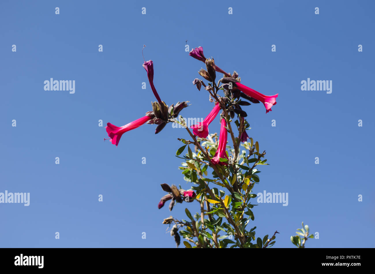 The cantuta is the Sacred Flower of the Incas and National Flower of Peru Stock Photo