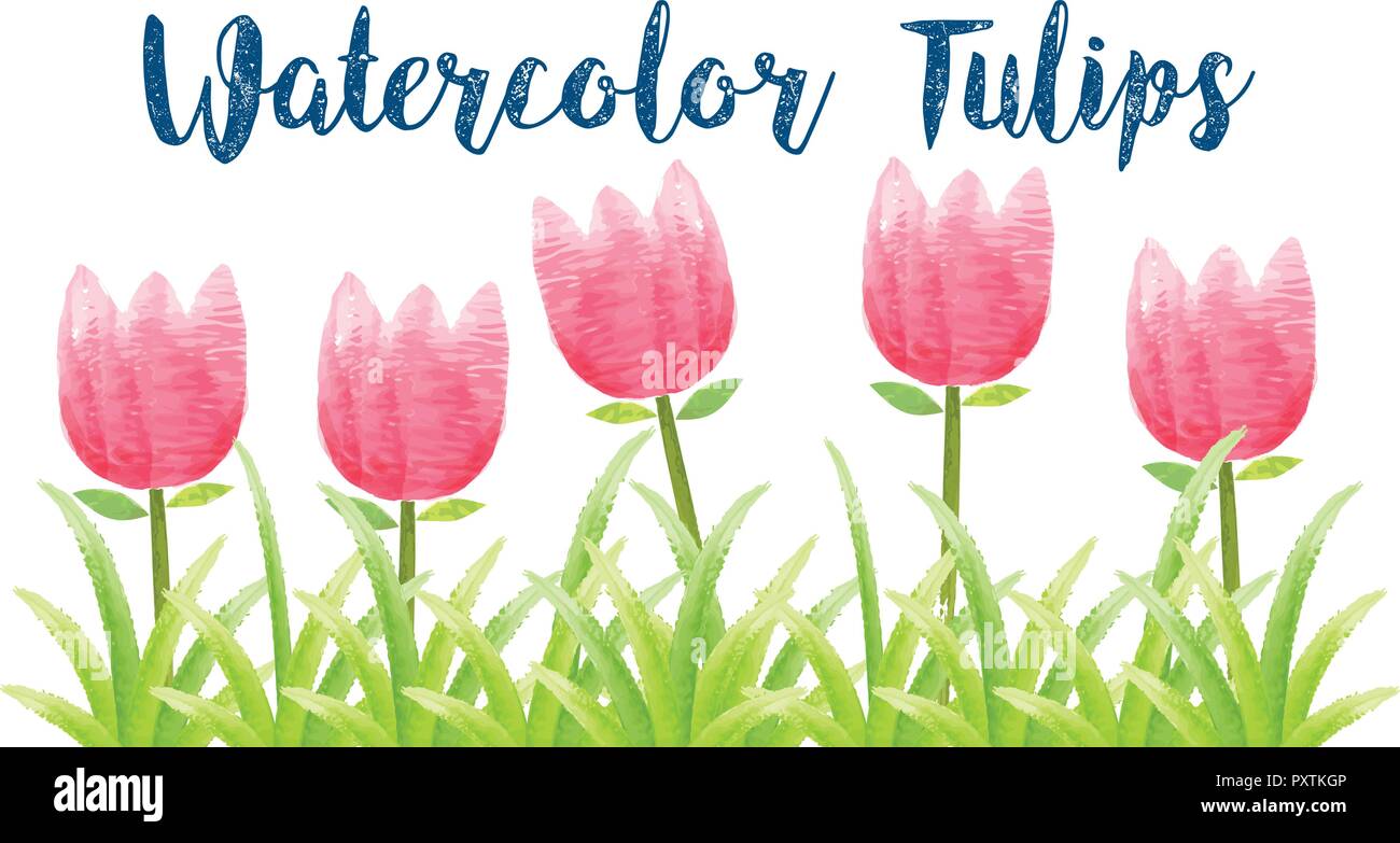 Watercolor paintings of tulip flowers illustration Stock Vector Image ...