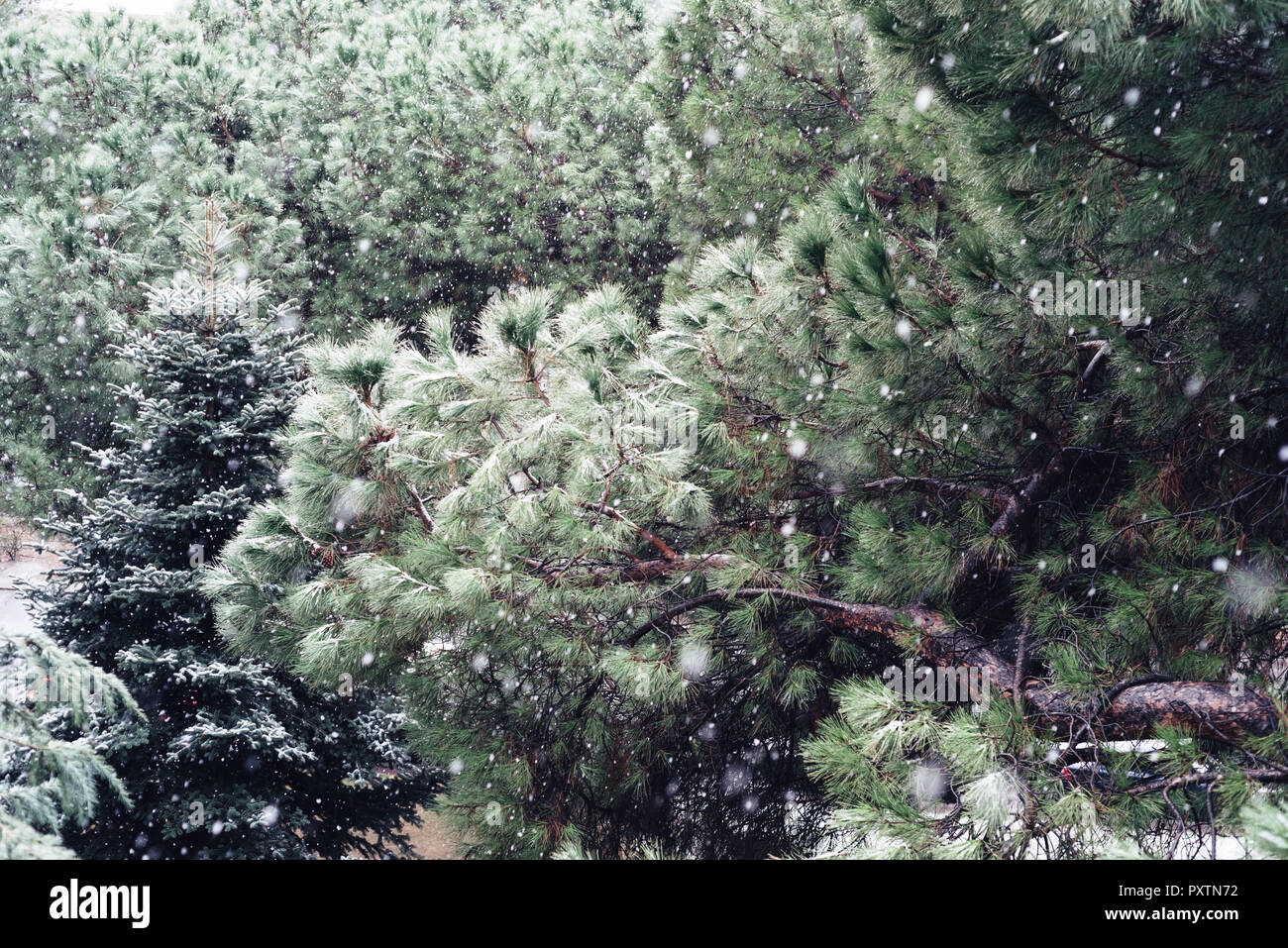 Branches of pine tree hi-res stock photography and images - Alamy