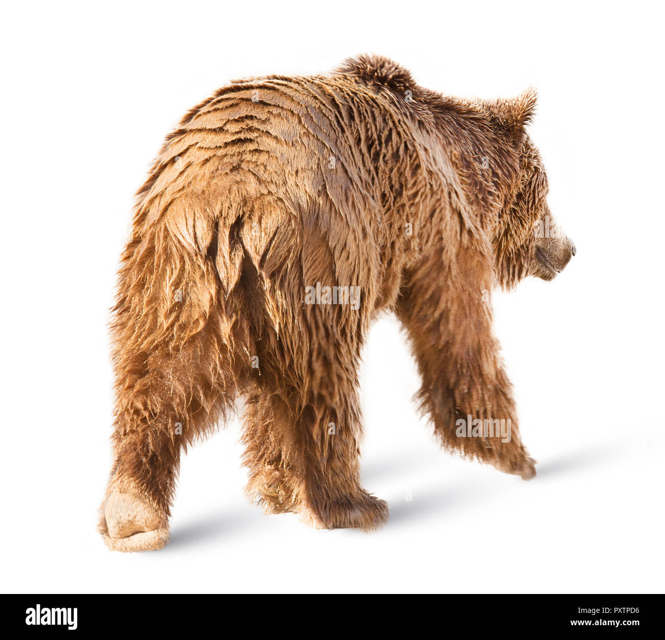 Bear isolated on white background Stock Photo