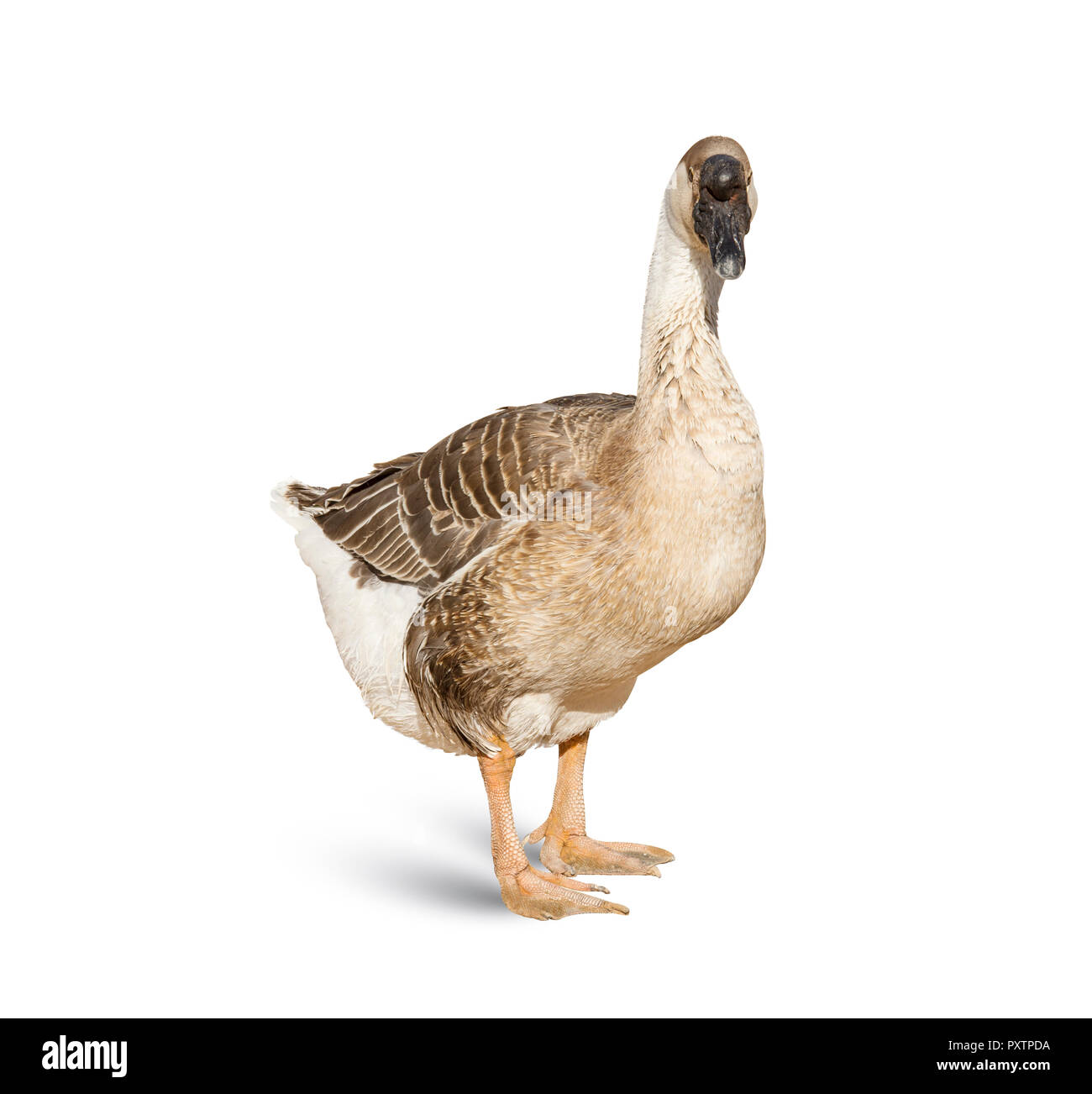goose isolated on white background Stock Photo