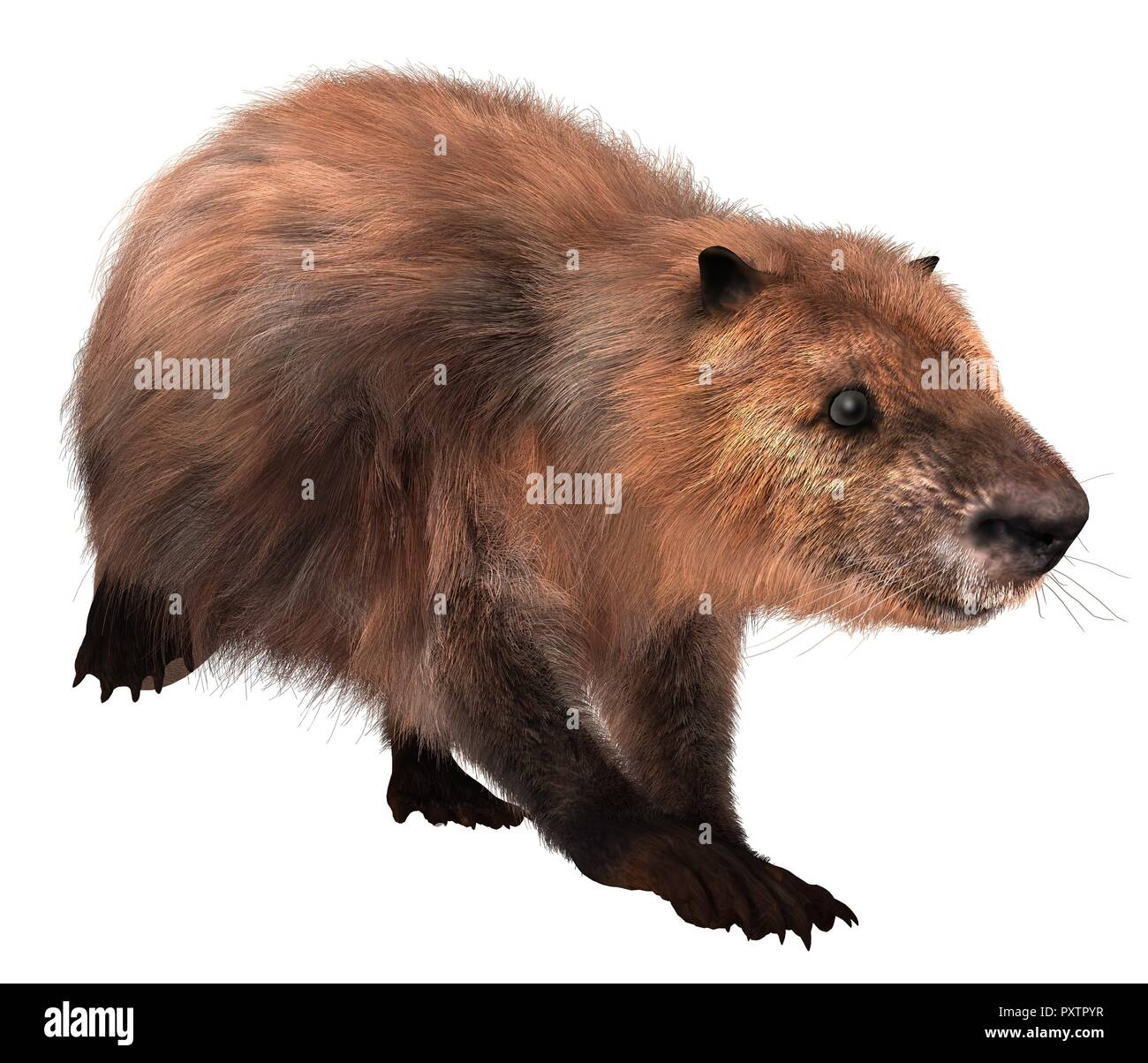 Beaver isolated on white background 3d illustration Stock Photo - Alamy