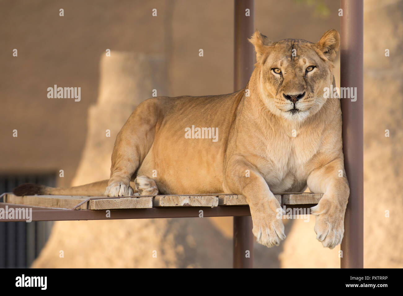 lioness sitting on a wooden and metal shelf in zoo Stock Photo