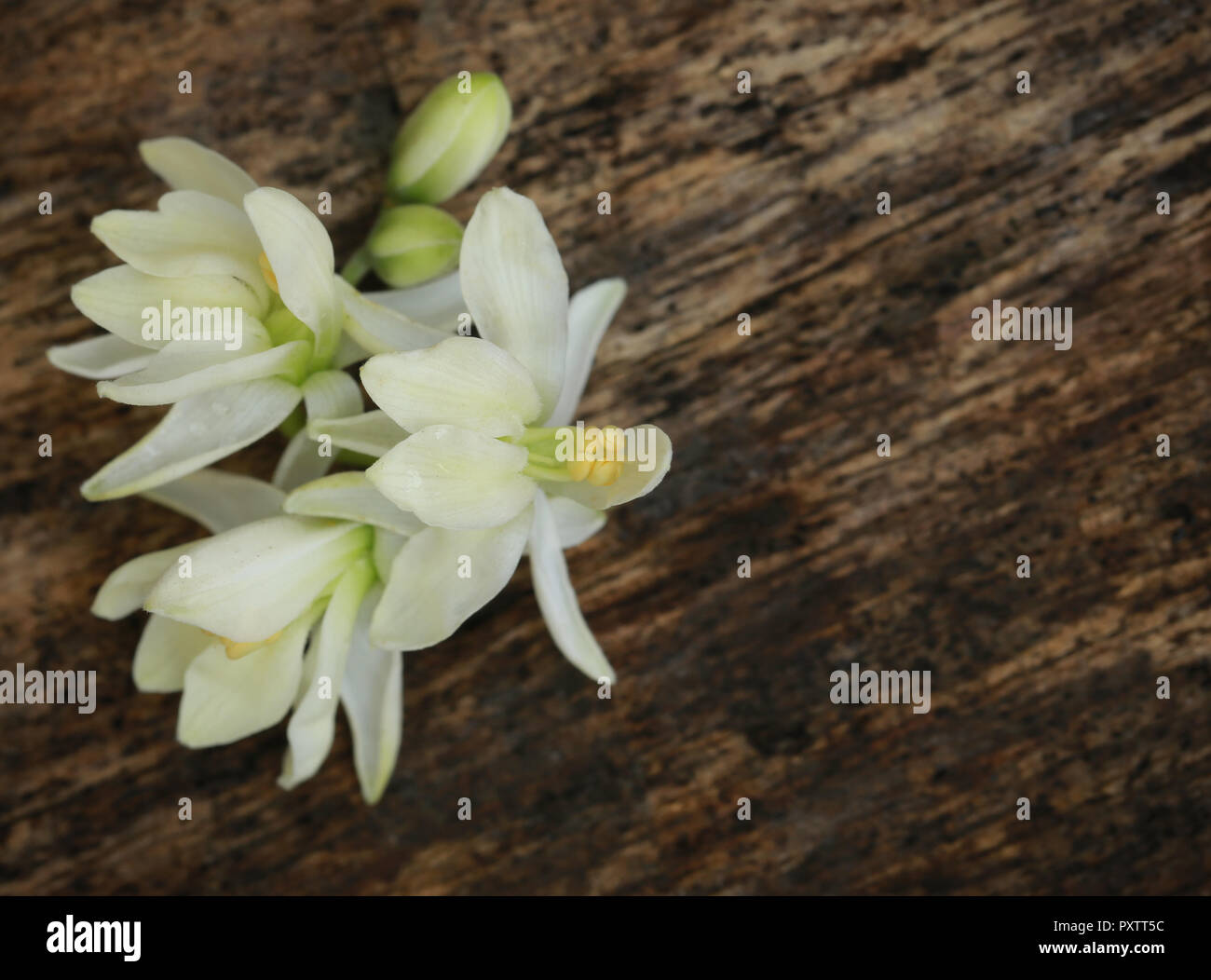 Edible medicinal moringa flower in timber surface Stock Photo Alamy