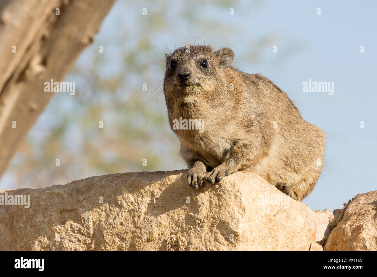 Hyrax animal sitting on rock with tree out to focus background Stock Photo