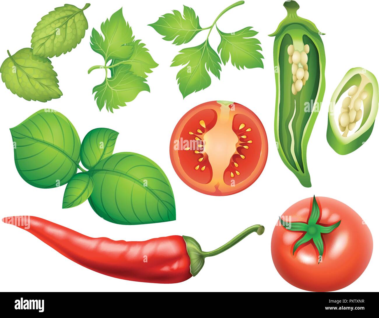 Different types of vegetables illustration Stock Vector