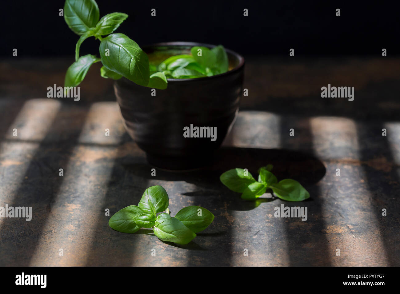 Fresh basil in pot Stock Photo Alamy