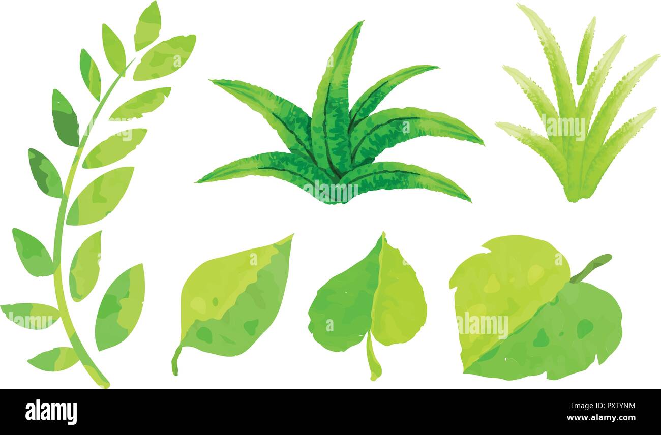 Different types of green leaves in watercolor painting illustration Stock Vector