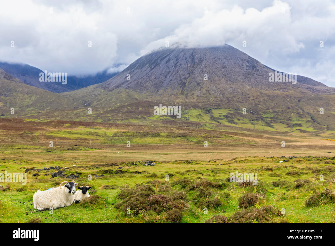 UK, Scotland, Inner Hebrides, Isle of Skye, mountain Beinn na Caillich and ewe with young sheep Stock Photo