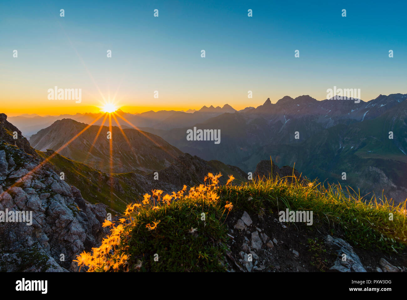 Germany, Bavaria, Allgaeu, Allgaeu Alps, Alpine pasque flower at sunrise Stock Photo