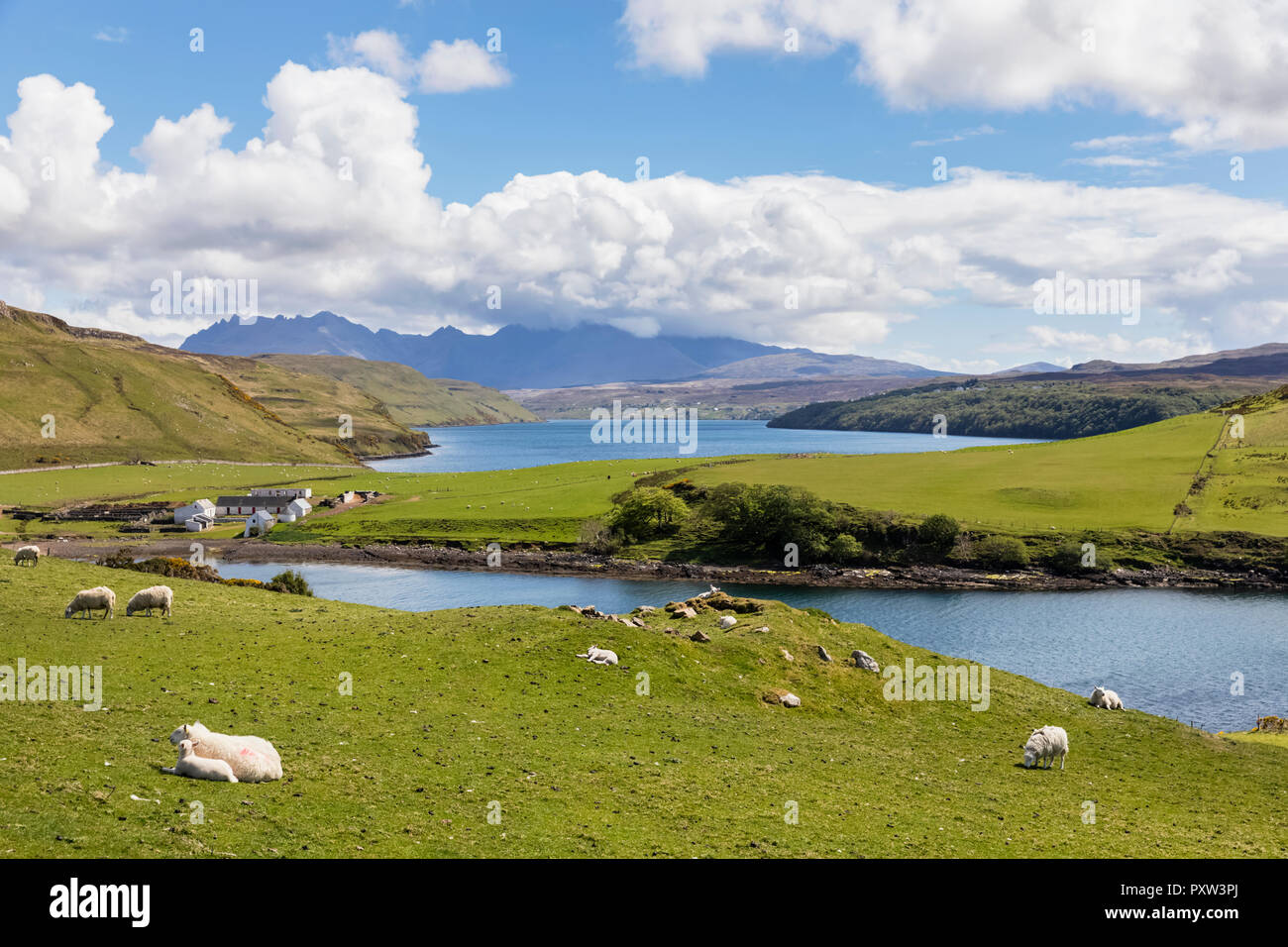 UK, Scotland, Inner Hebrides, Isle of Skye, Loch Harport, Gesto Bay, sheep on pasture Stock Photo
