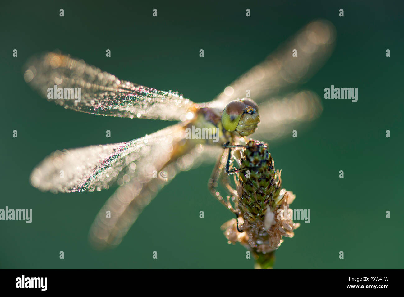 Common darter firefly, Sympetrum striolatum, hovering over flower Stock Photo