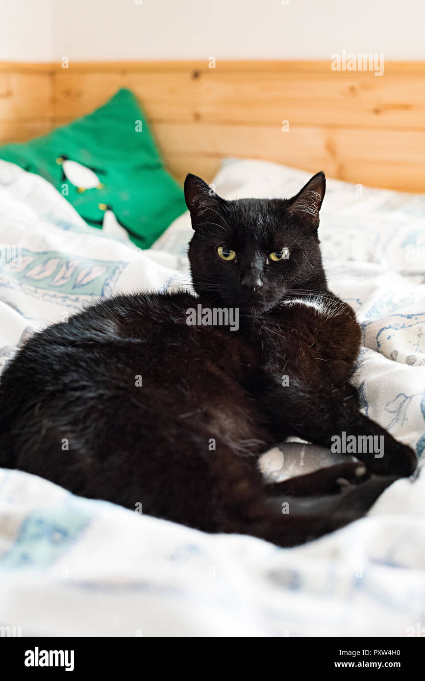 Black (tuxedo) cat lying on a bed and breaking the fourth wall Stock Photo