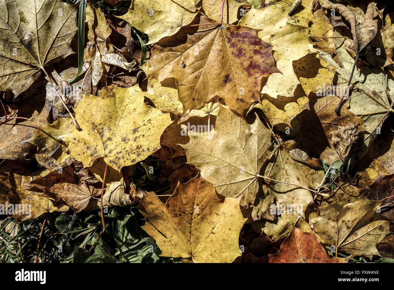 Blätter im Herbst liegen am Boden, Autumn leaves lying on the ground, Autumn, Fall, Seasons, Leaf, Leaves, Lying, Yellow, Foliage, On, The, Ground, Lo Stock Photo
