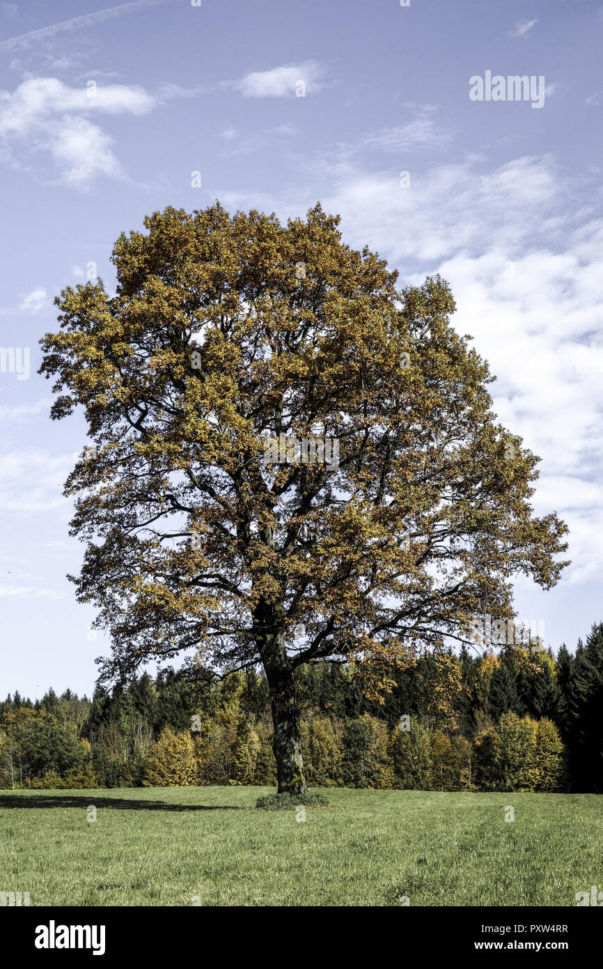 Einzelner Baum, Eiche im Herbst, Single oak tree in autumn, Oak, Tree, Trees, Autumn, Leaves, Autumnal, Season, Landscape, Nature, Germany, Bavaria, E Stock Photo