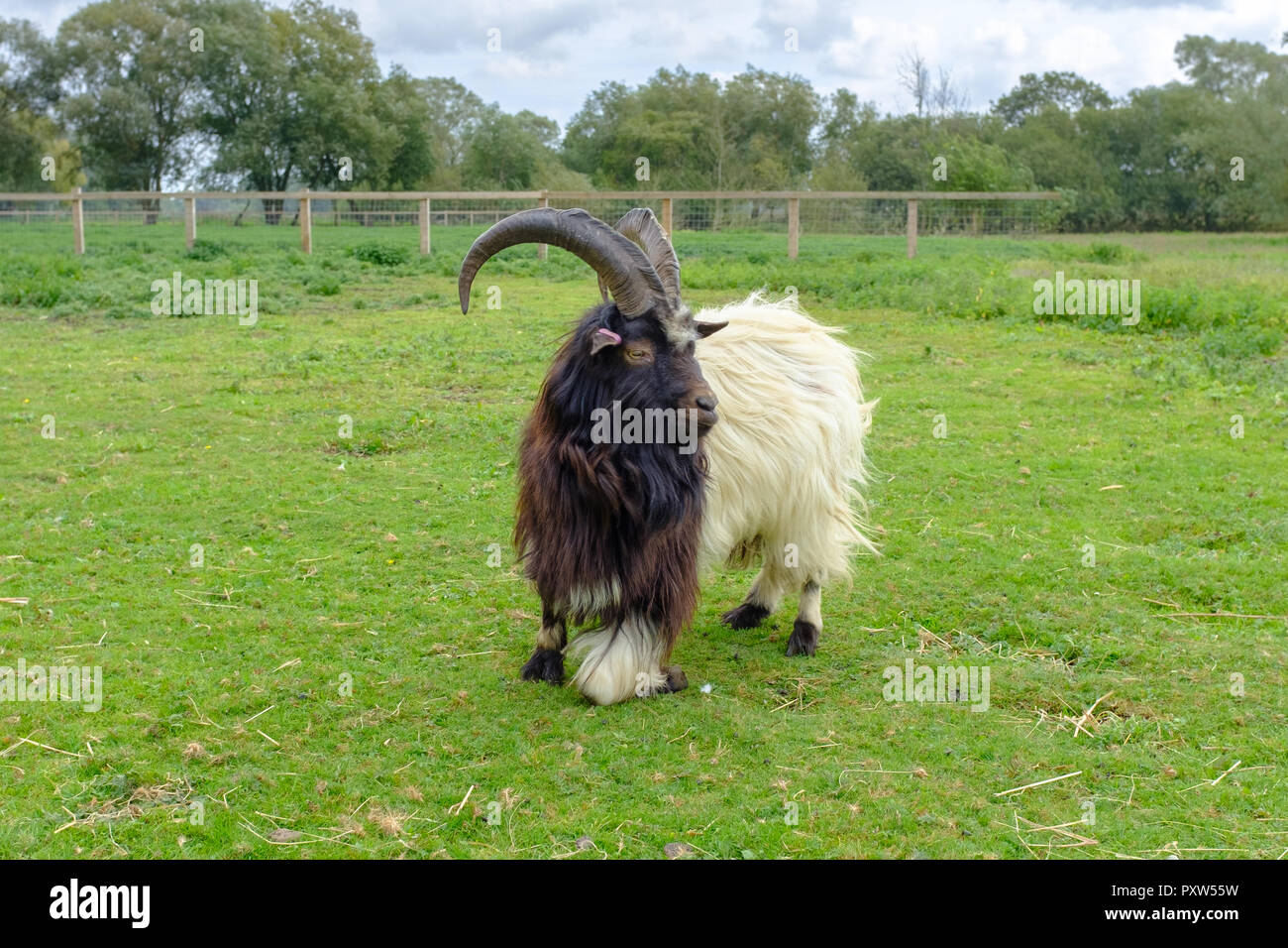 Bagot Goat, ancient breed recorded 1387 in England, used in conservation grazing on brambles and weeds. Stock Photo