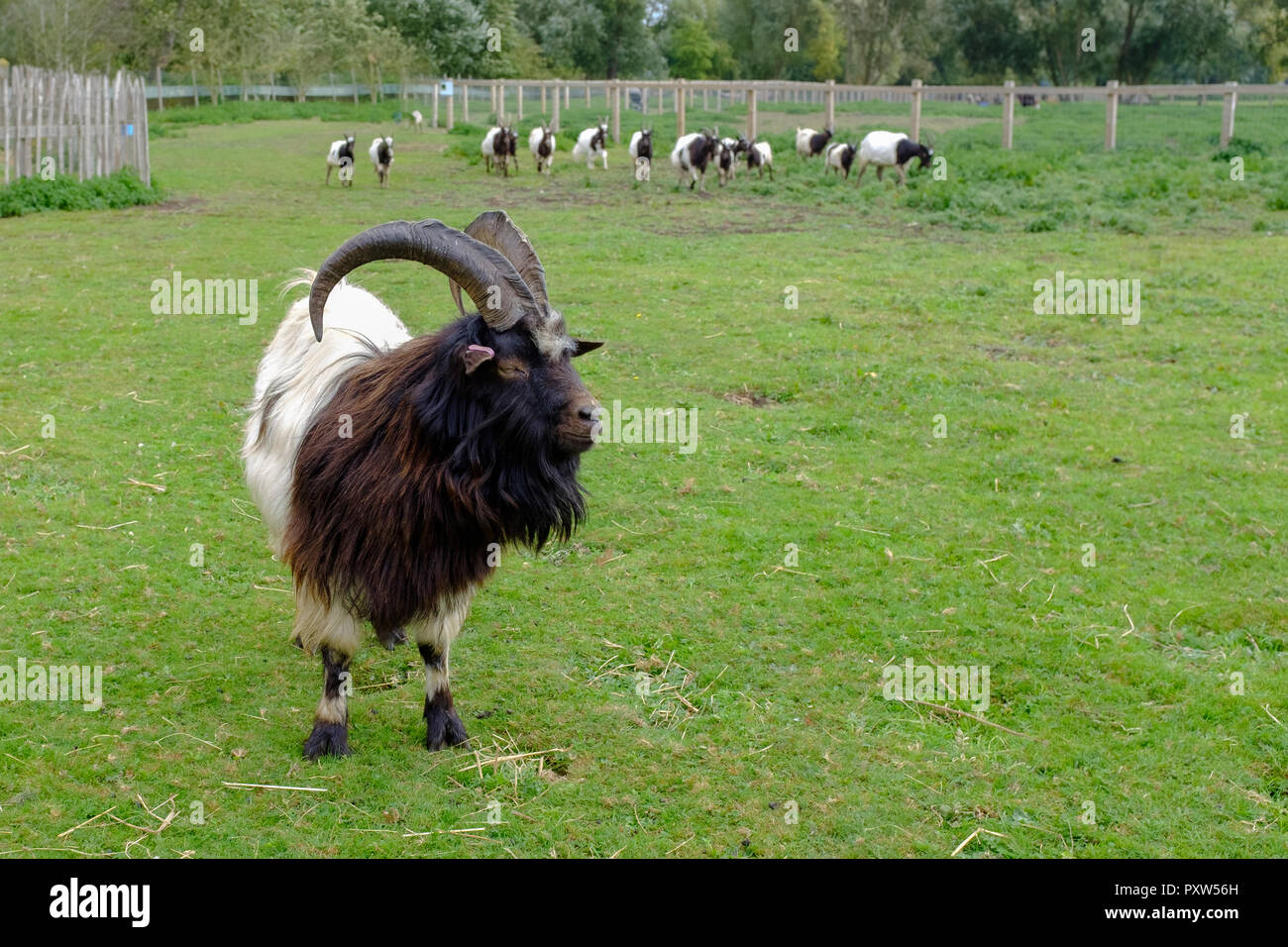 Bagot Goat with other Bagot goats in background, ancient breed recorded 1387 in England, used in conservation grazing on brambles and weeds. Stock Photo