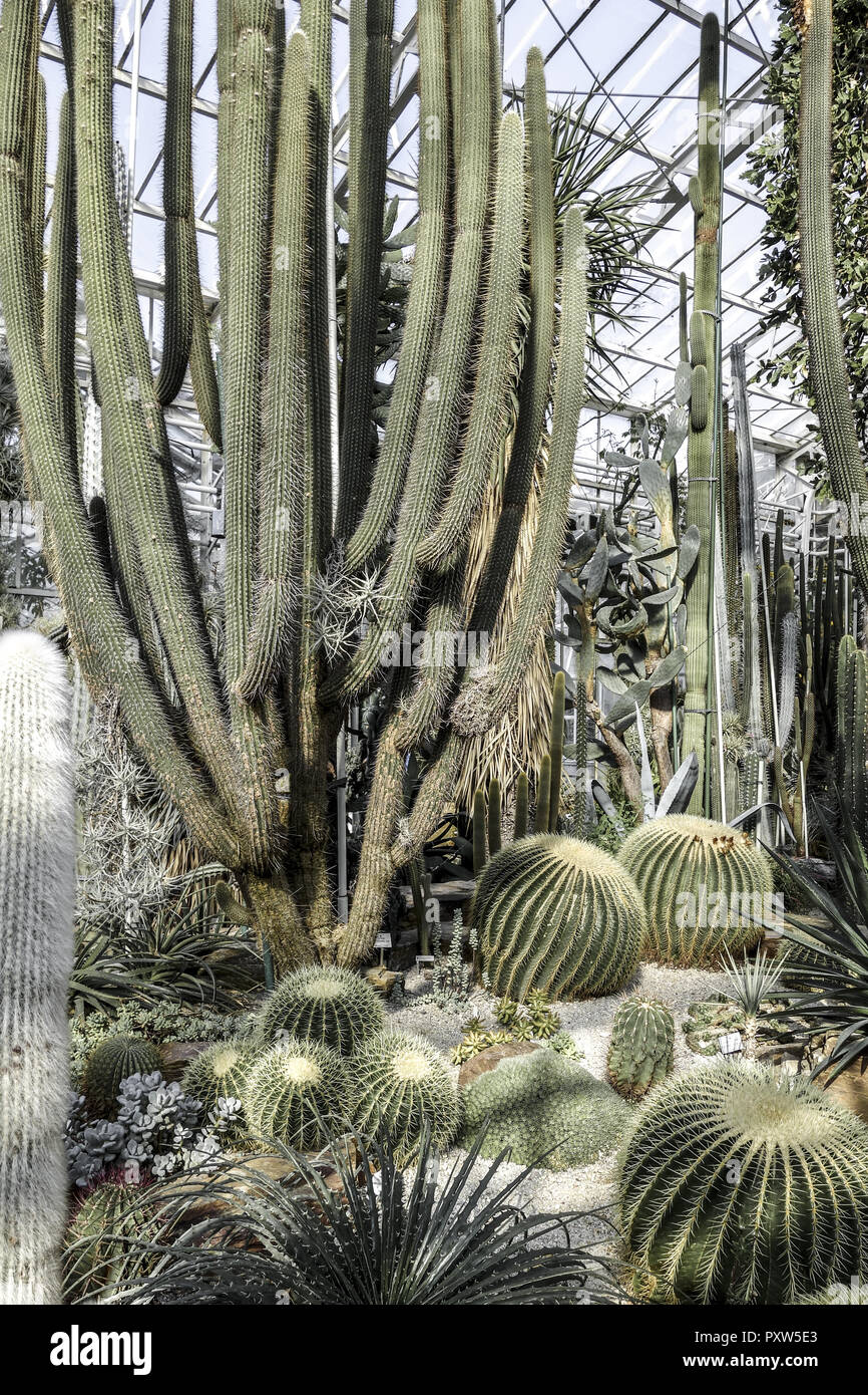 Kakteenhaus Botanischer Garten Munchen Bayern Deutschland