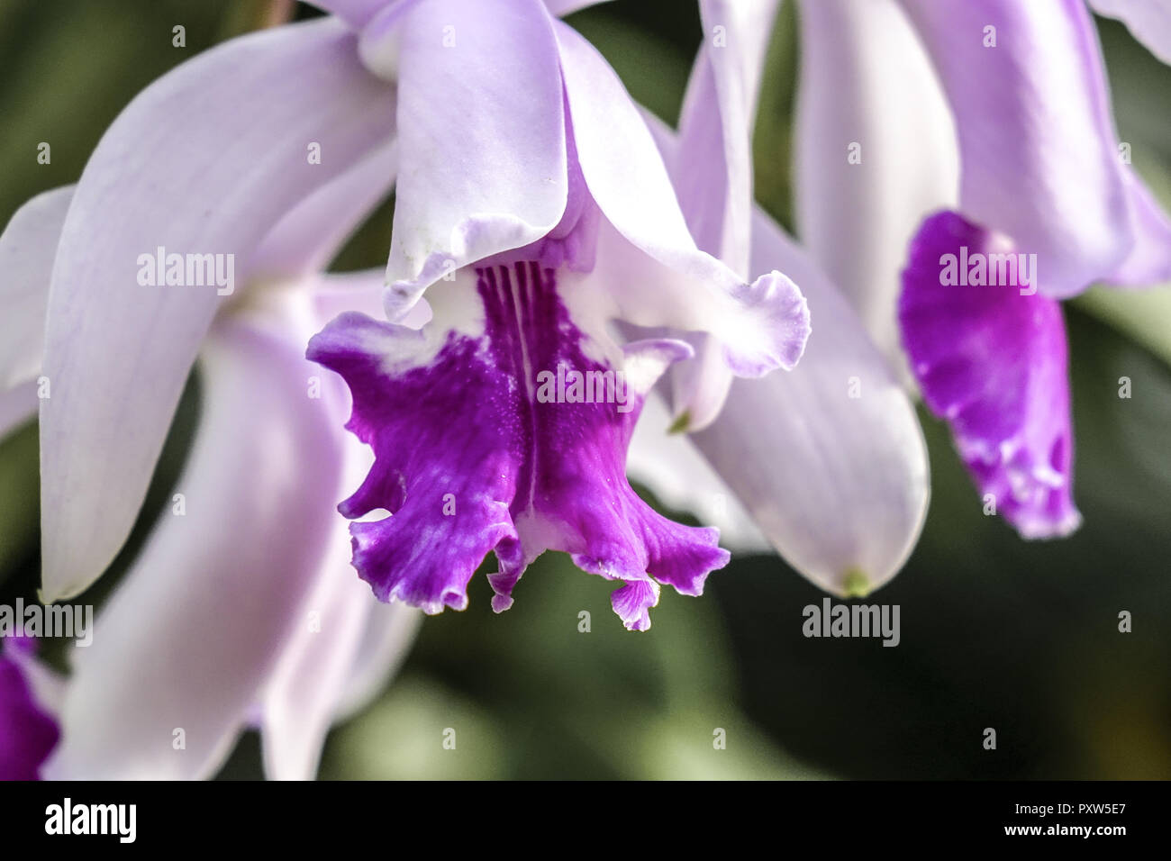 Blühende Orchidee, Cattleya intermedia, Orchidaceae, Blossoming orchid, Cattleya, Intermedia, Tropical, Spermatophyta, Botany, Plants, Plant, Orchids, Stock Photo
