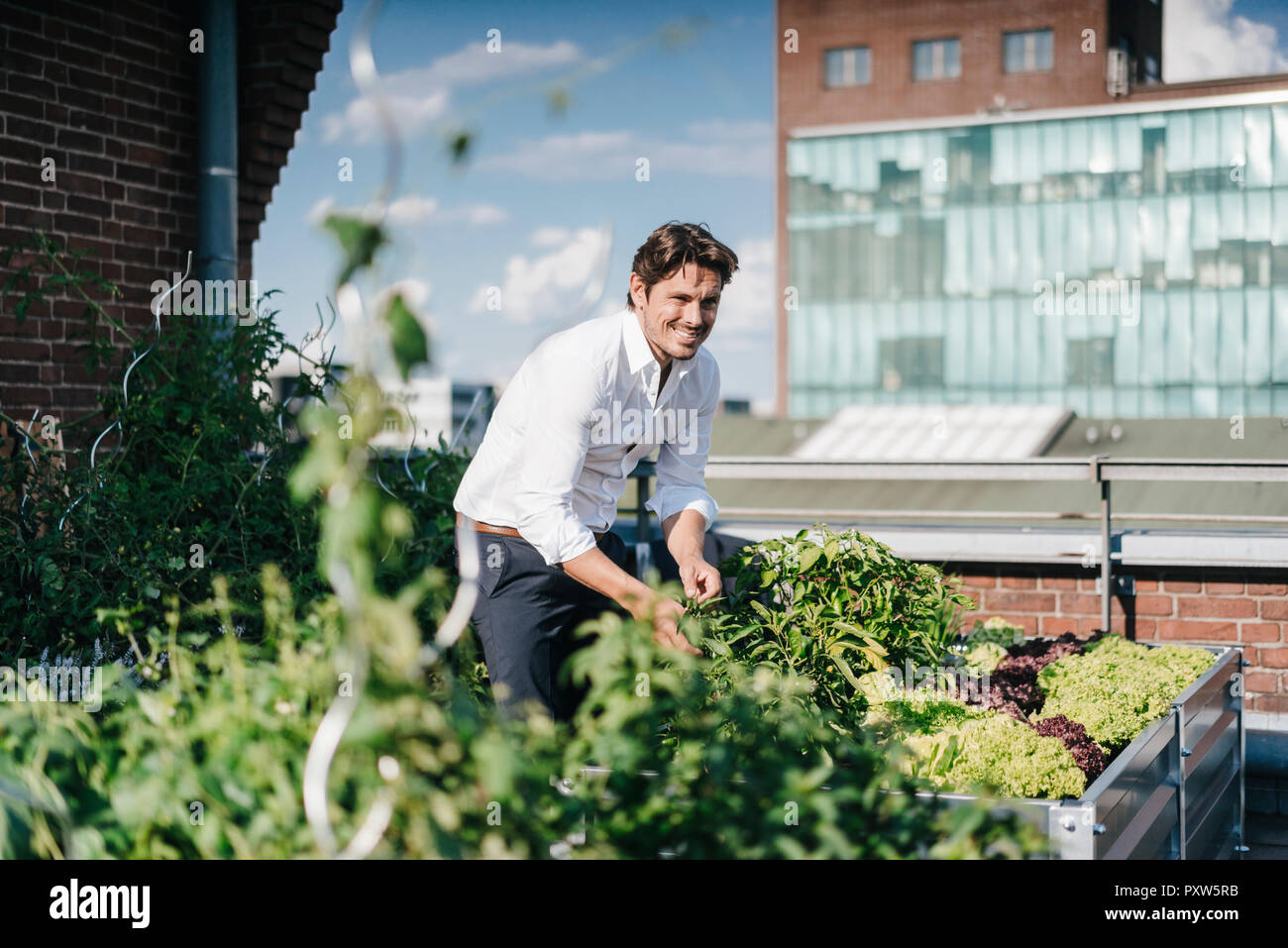 Businessman cultivating plants in his urban rooftop garden Stock Photo