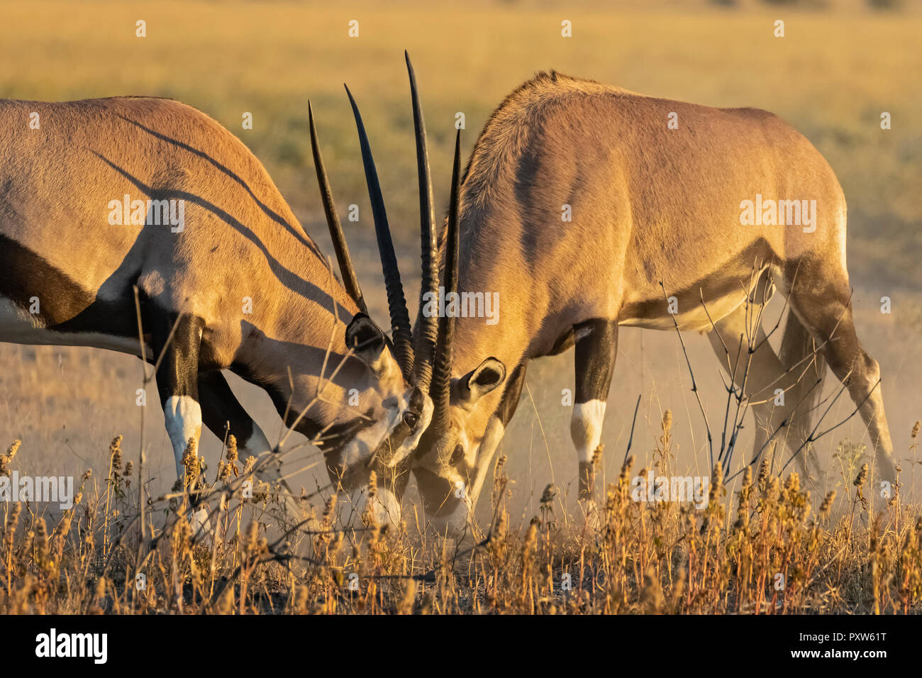 Botswana, Kalahari, Central Kalahari Game Reserve, Greater Kudus fighting, Tragelaphus strepsiceros Stock Photo