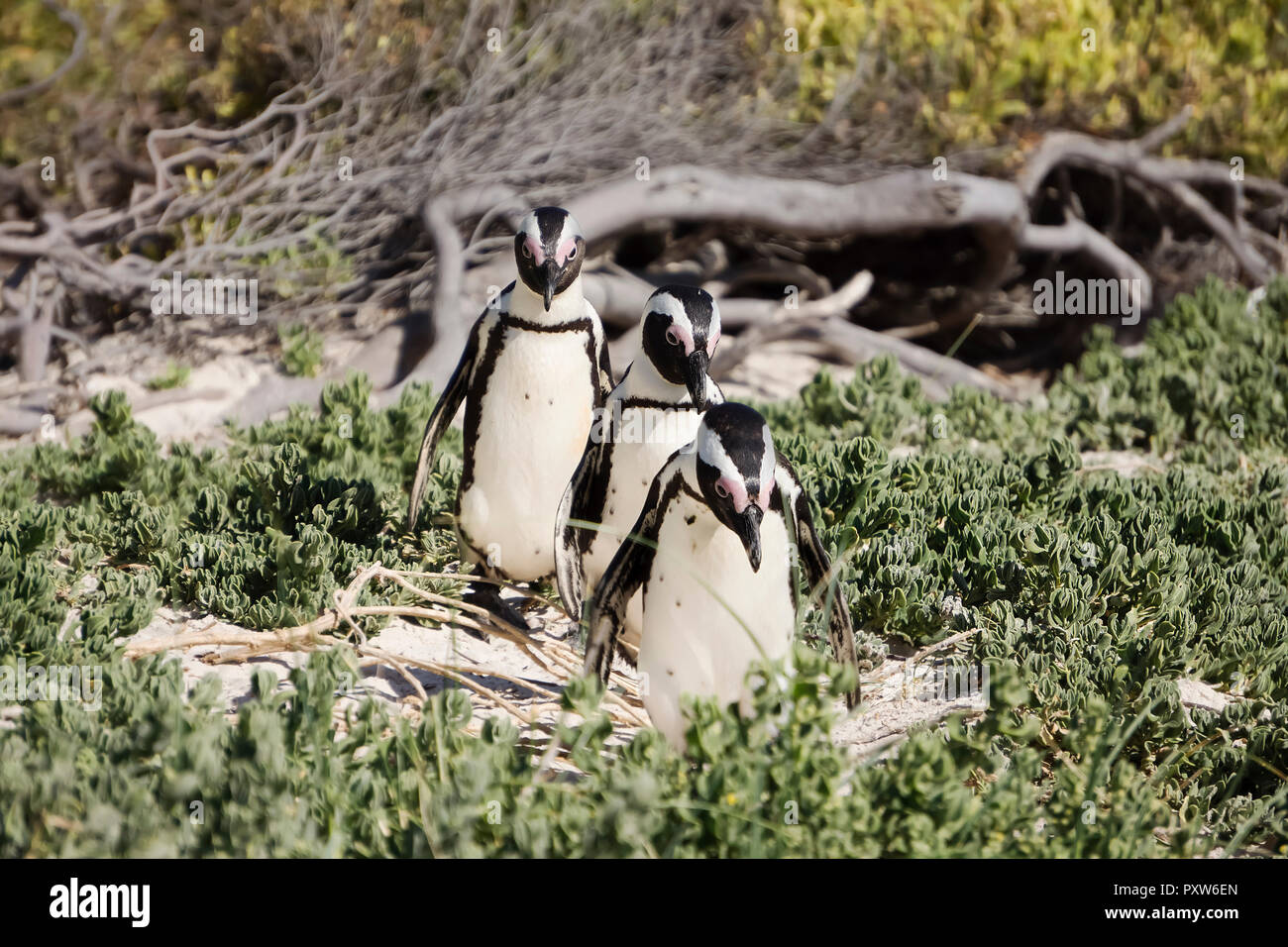 Africa, Simon's Town, Boulders Beach, Brillenpinguin, Three black-footed penguins walking, Spheniscus demersus Stock Photo