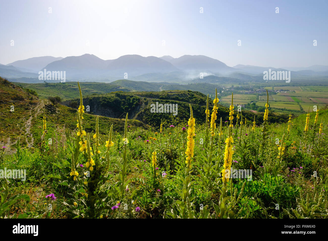Albania, Vlore County, near Saranda, orange mulleins, Verbascum phlomoides Stock Photo