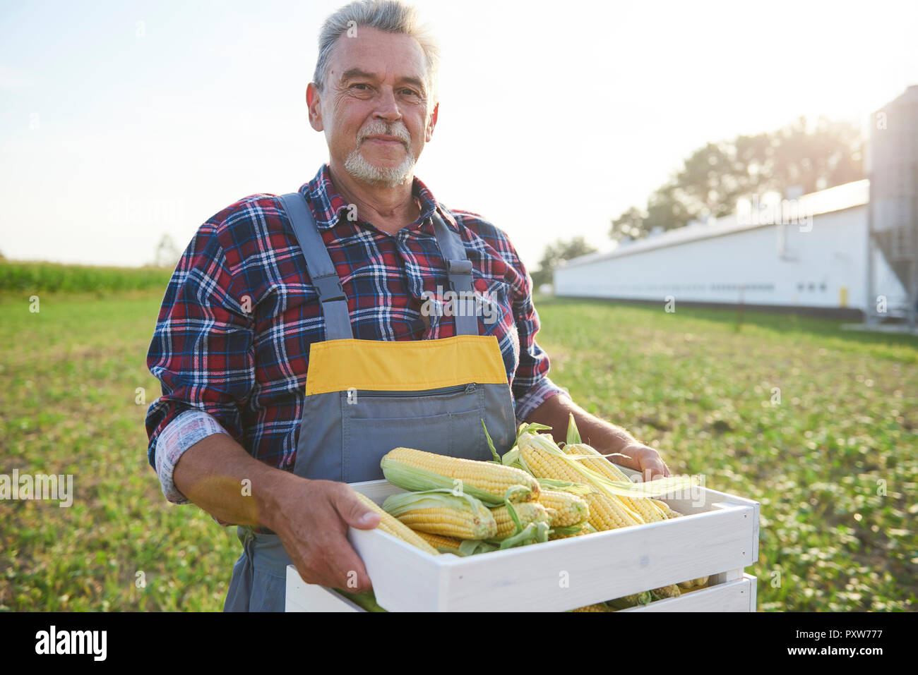 Farmer holding a full crate of corn cobs on the field Stock Photo