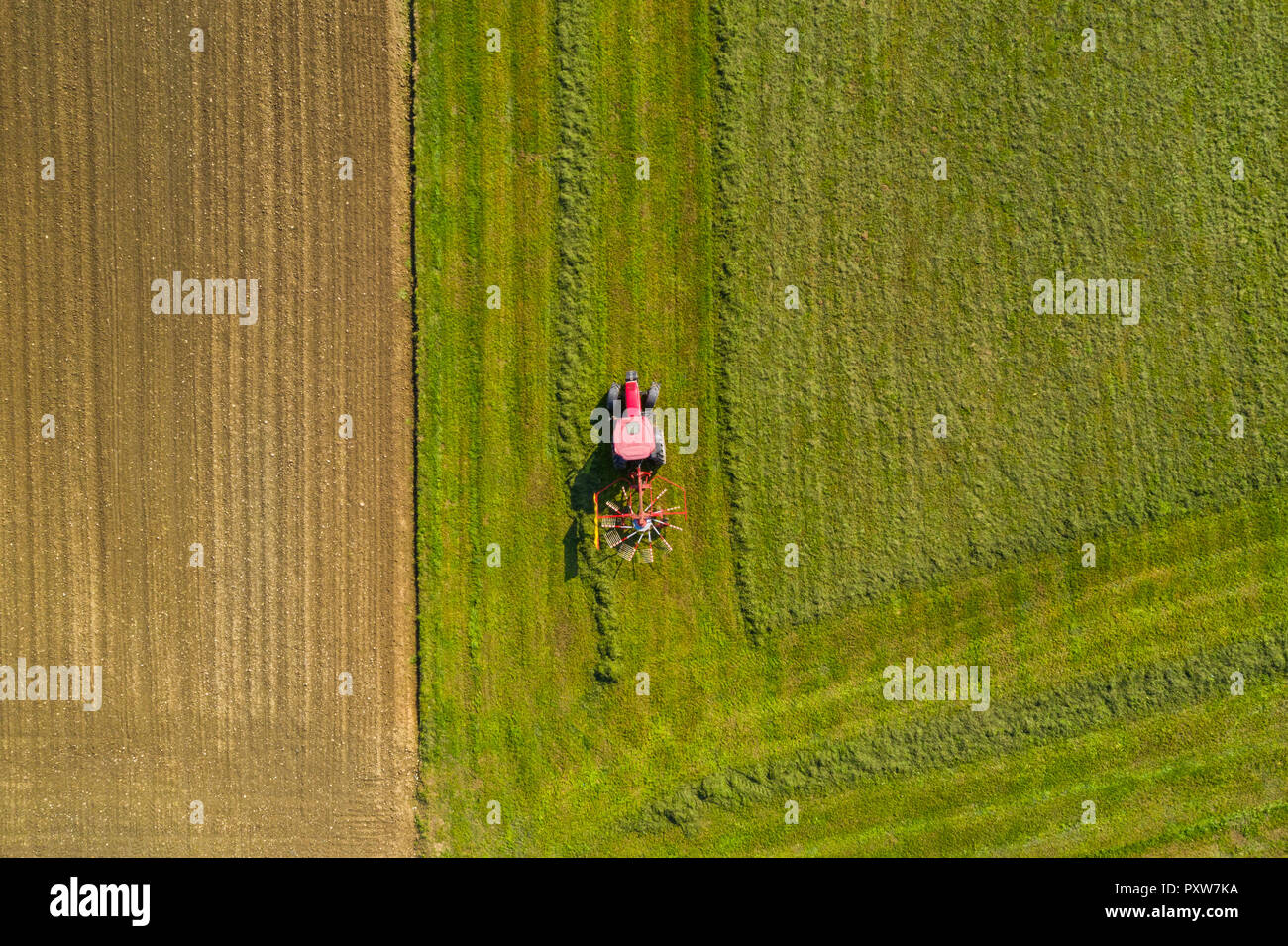 Red tractor windrowing hay, top down aerial view, agriculture and farming Stock Photo
