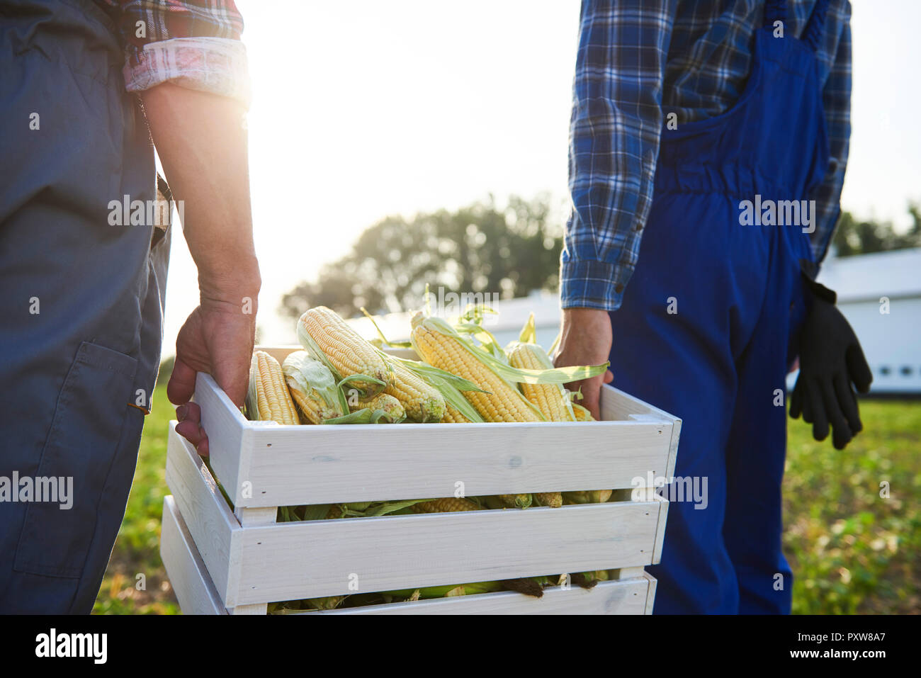 Close-up of two farmers carrying a full crate of corn cobs on the field Stock Photo