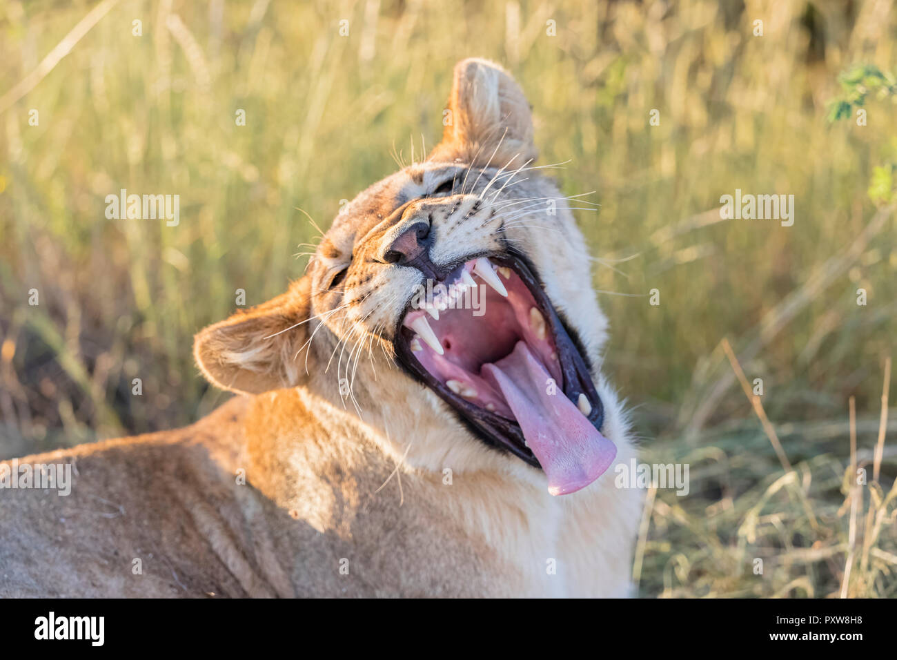 Botswana, Kgalagadi Transfrontier Park, lion, Panthera leo, young animal yawning Stock Photo