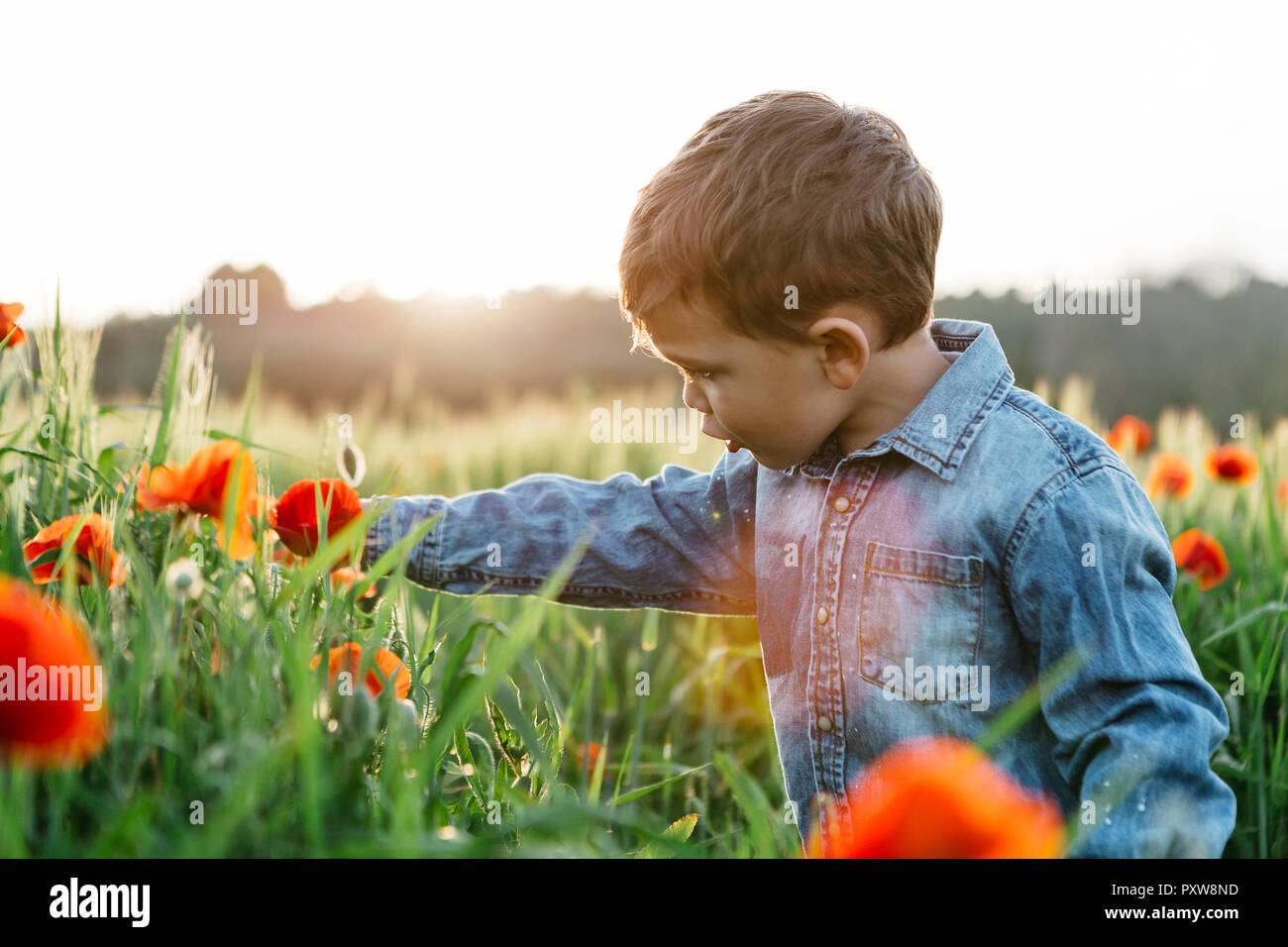 Boy in a poppy field in spring Stock Photo - Alamy