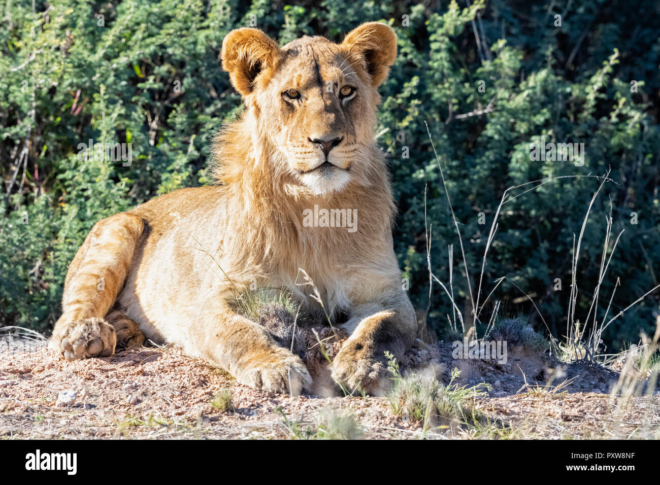 Botswana, Kgalagadi Transfrontier Park, portrait of young lion Stock Photo