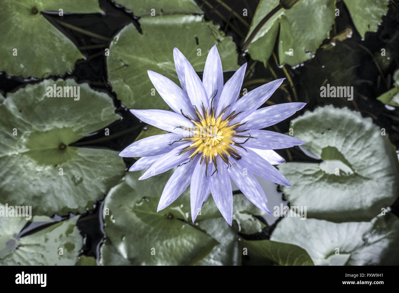 Water Lily, Lotus Stock Photo