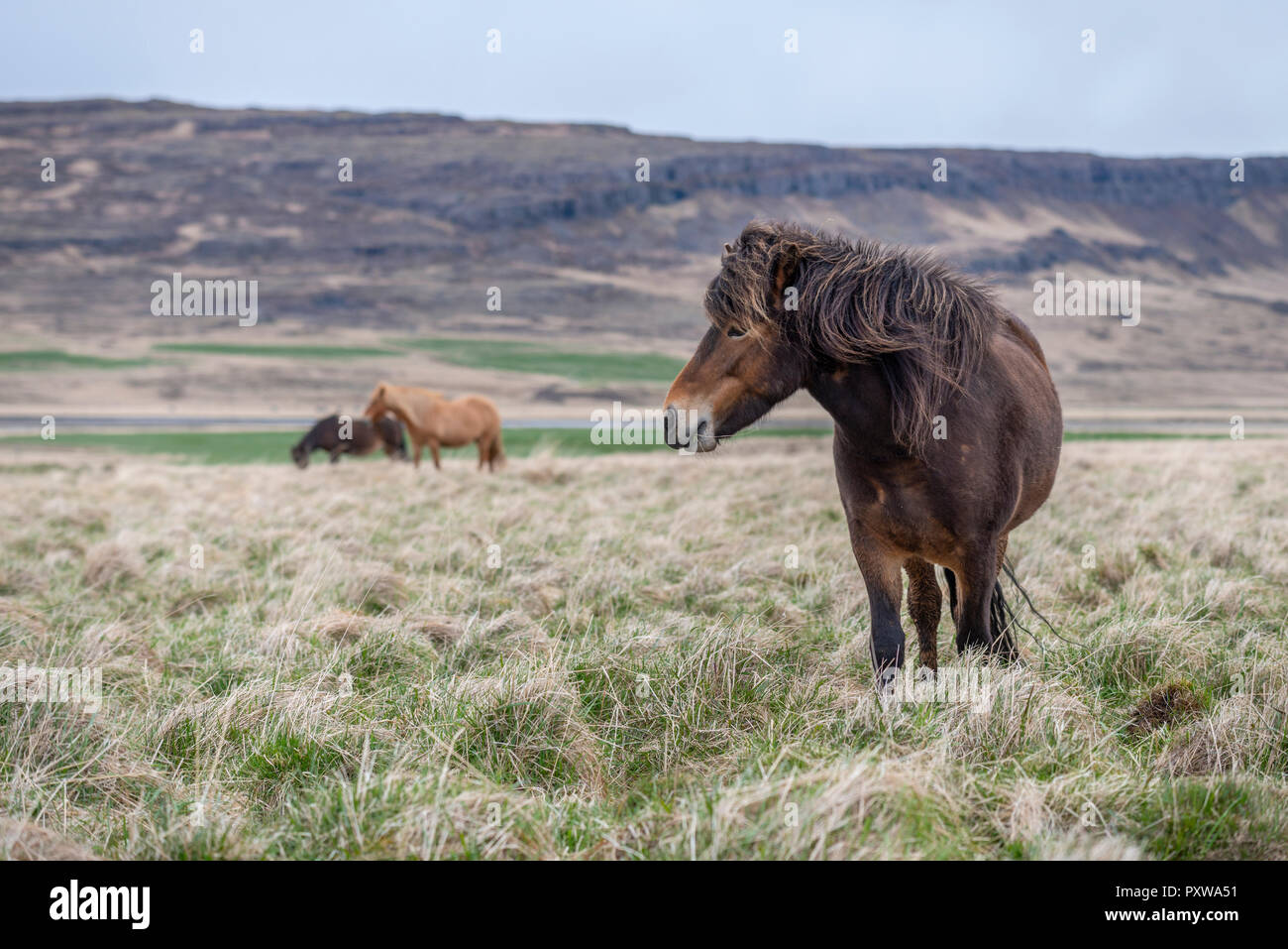 Iceland, Hvalfjoerdur, Icelandic horses Stock Photo