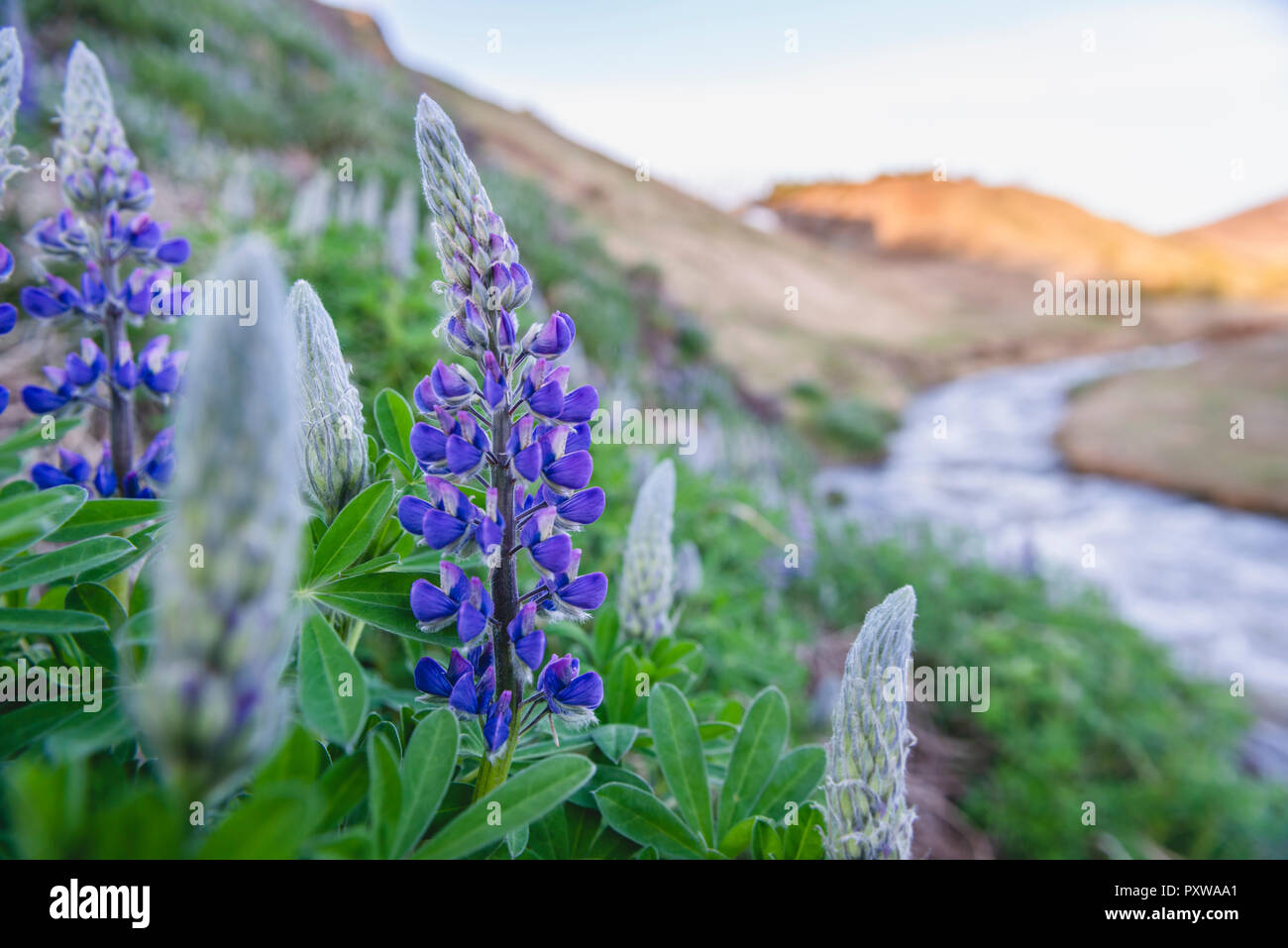 Iceland, Vatnsnes, Hvammstangi, flowering lupine, focus on foreground Stock Photo