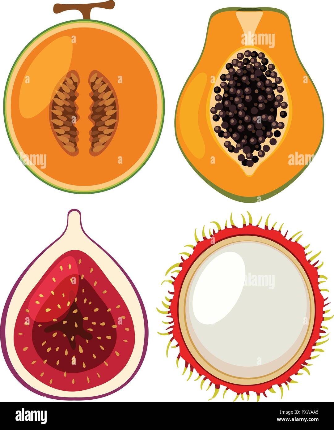 Four types of fresh fruits cut in half illustration Stock Vector Image