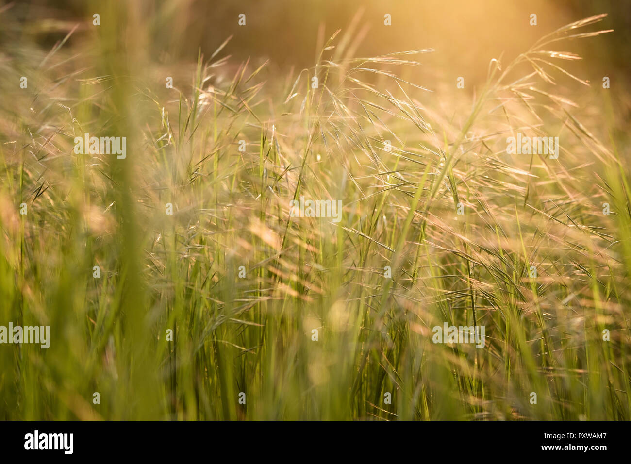 Turin, Italy – March 21 2014: golden grass sunlight in the field Stock Photo