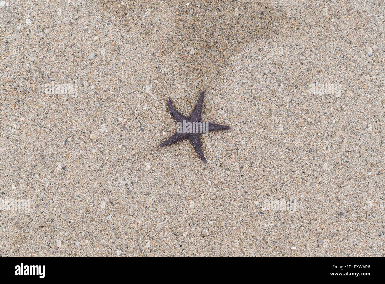 Starfish lying on sand Stock Photo