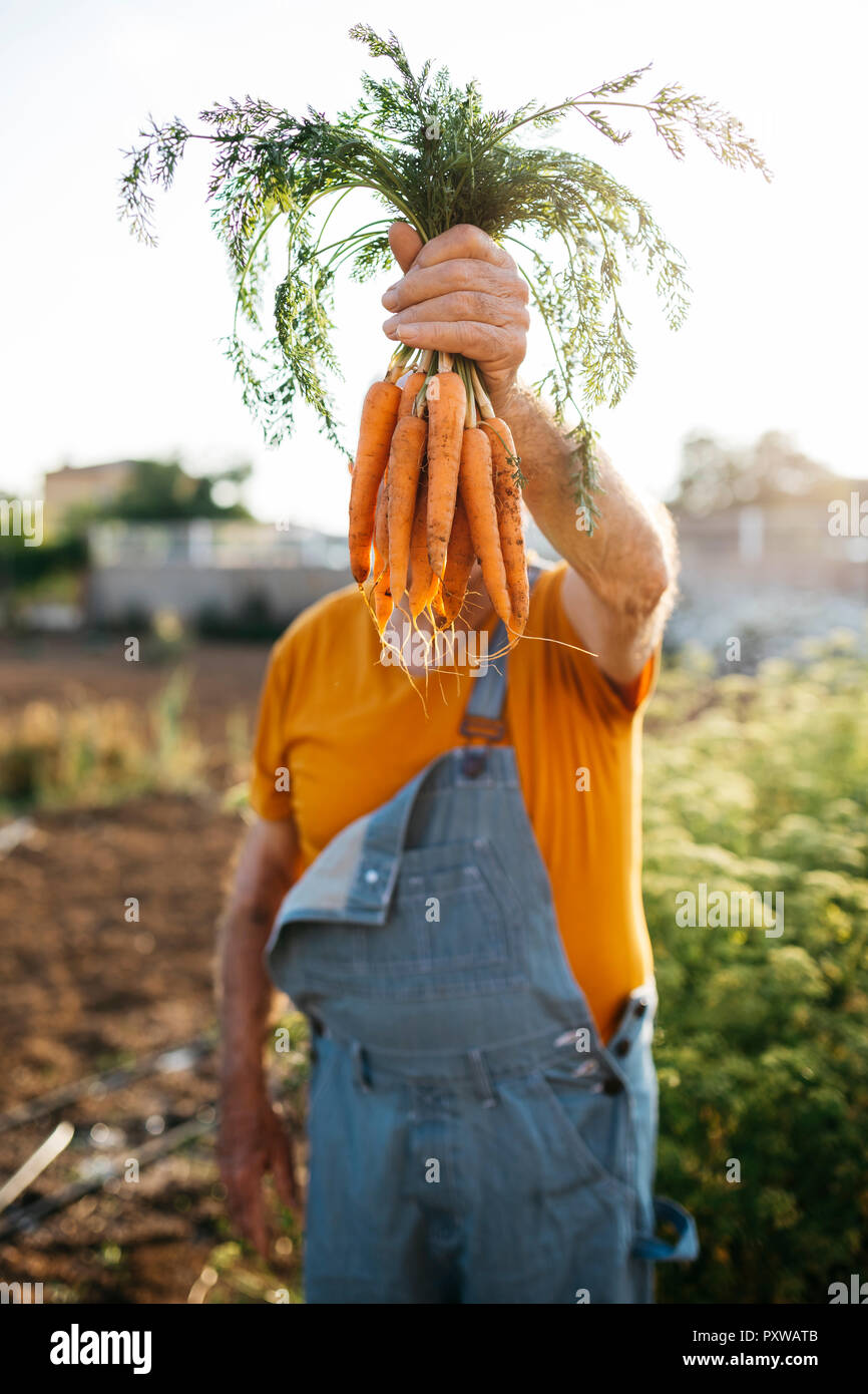Unrecognizable senior man holding bunch of harvested carrots Stock Photo