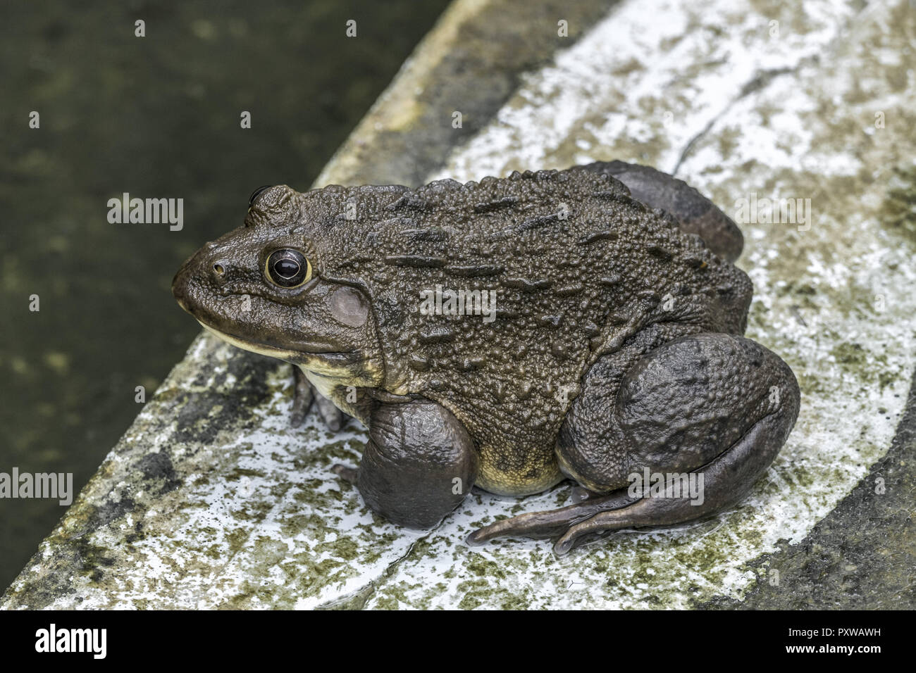 Frog farm hi-res stock photography and images - Alamy