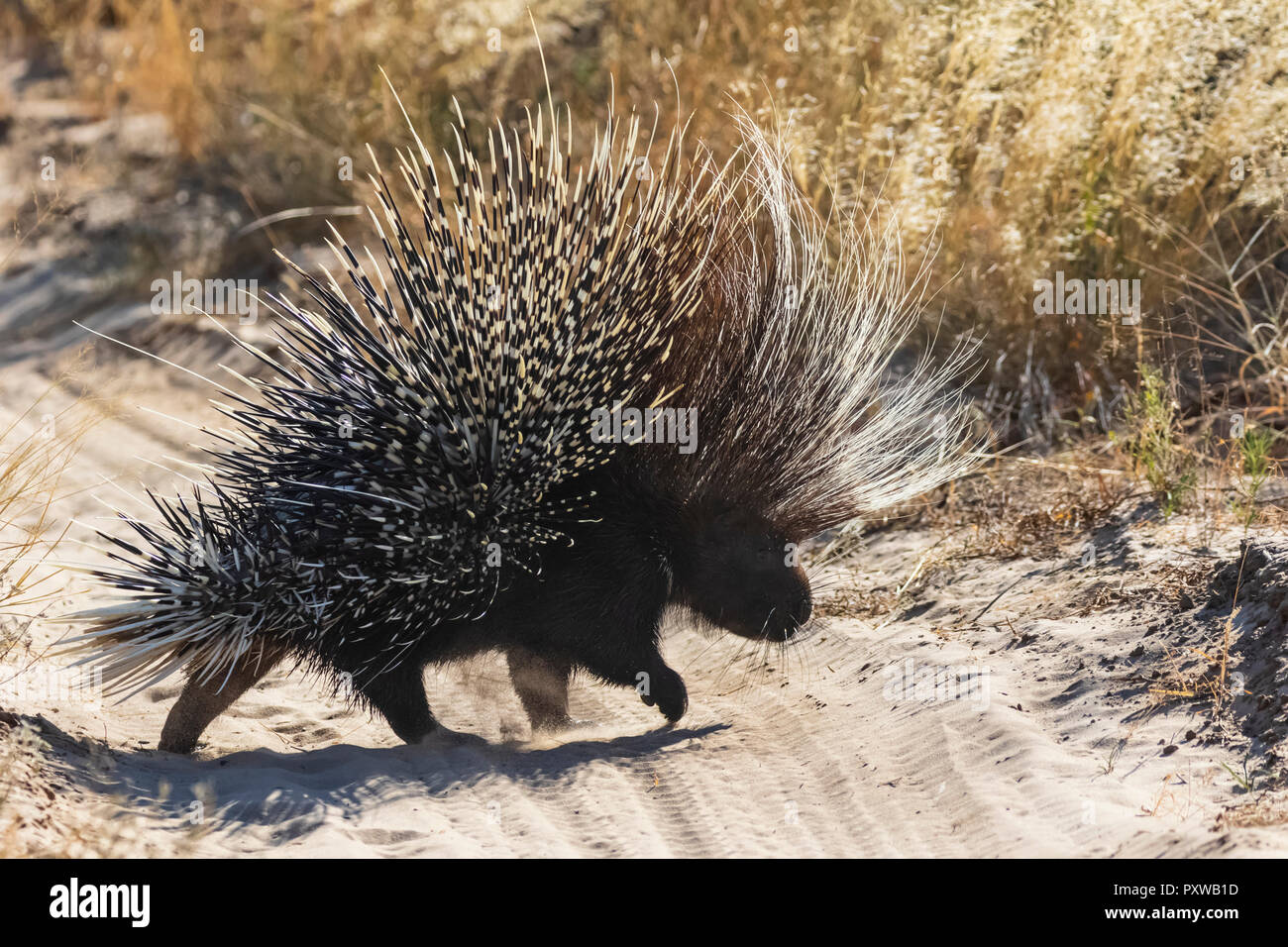 Botswana, Kalahari, Central Kalahari Game Reserve, Old World porcupine, Hystricidae Stock Photo