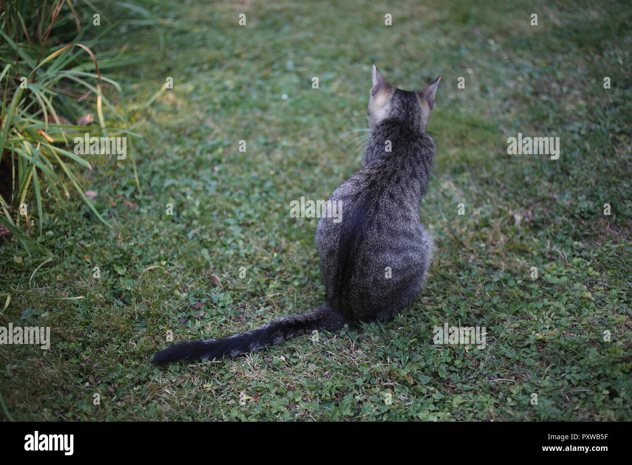 cute striped cat playing in the grass in the garden Stock Photo - Alamy