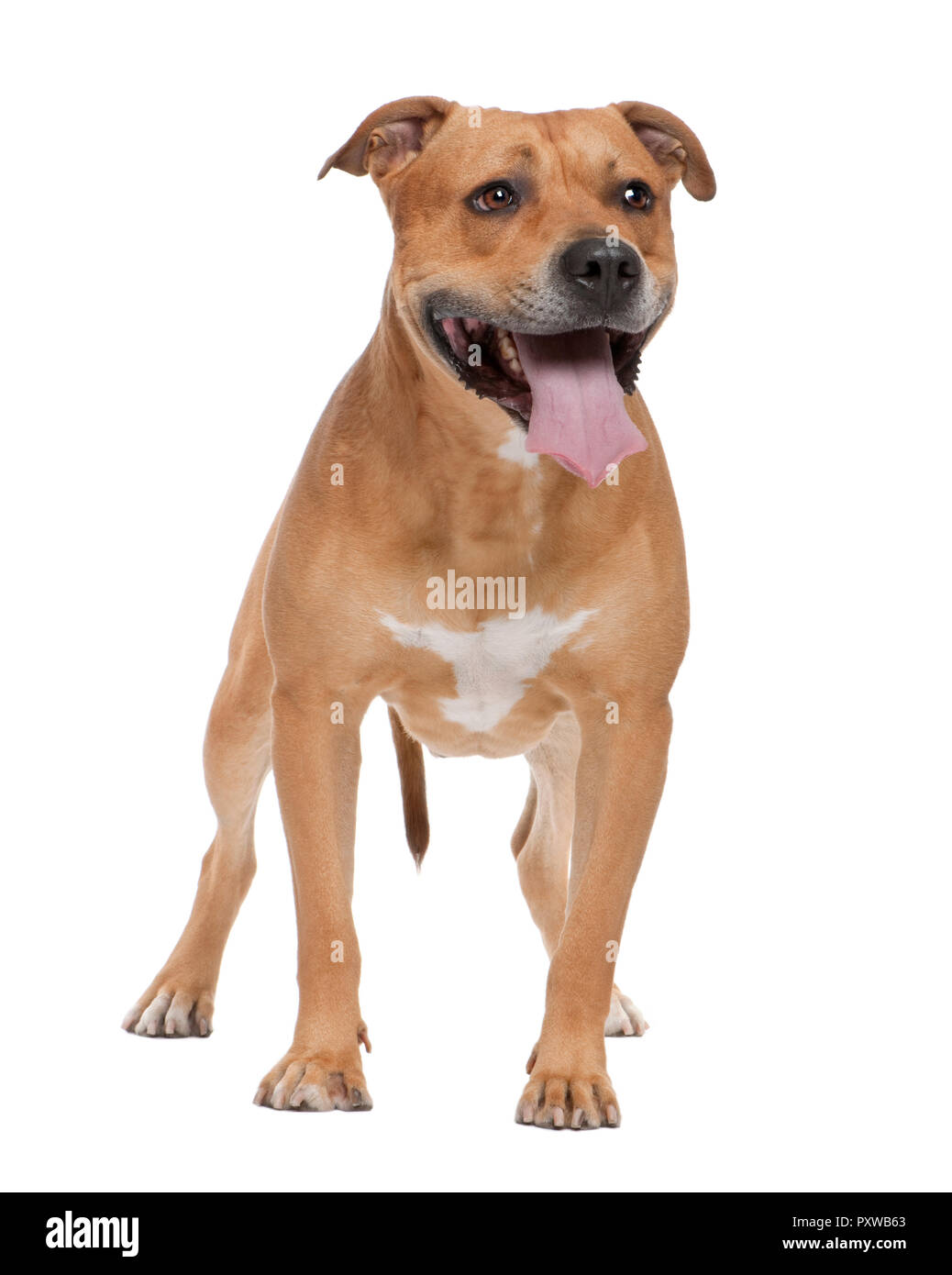 Dog For Adoption Amy A Black Mouth Cur American Staffordshire Terrier Mix In Newport Ar Petfinder