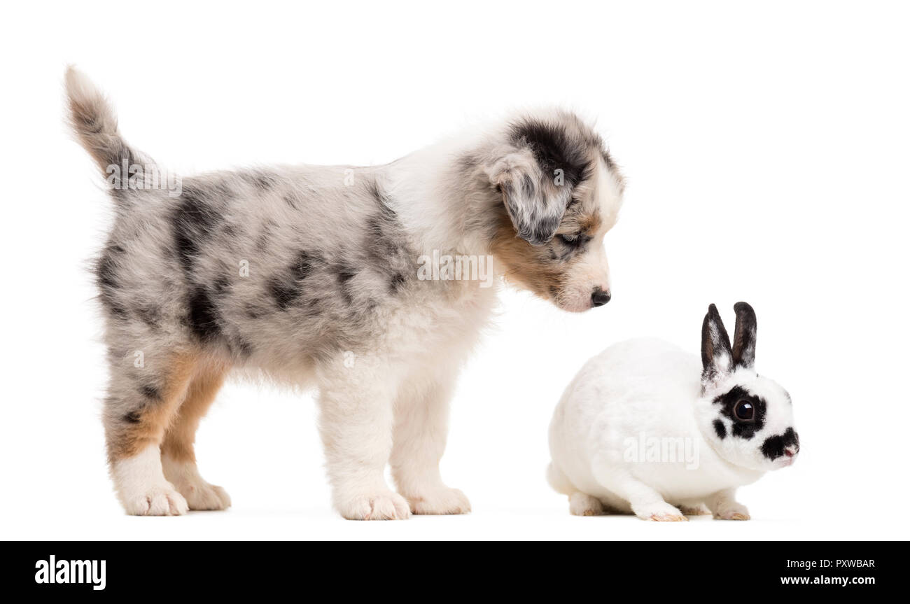 Australian Shepherd puppy playing and looking at a Dalmatian rabbit, against white background Stock Photo