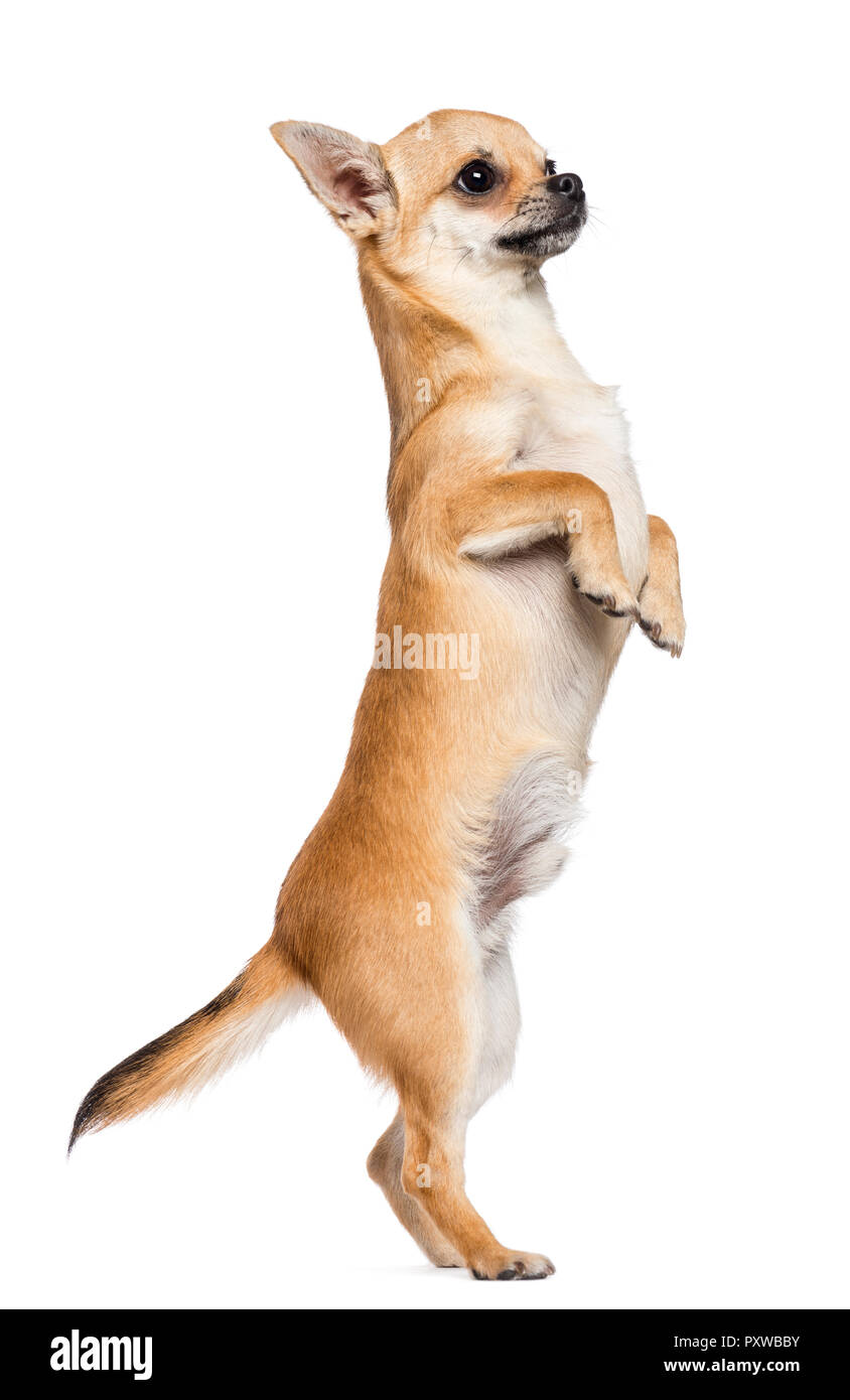 Chihuahua standing on hind legs against white background Stock Photo