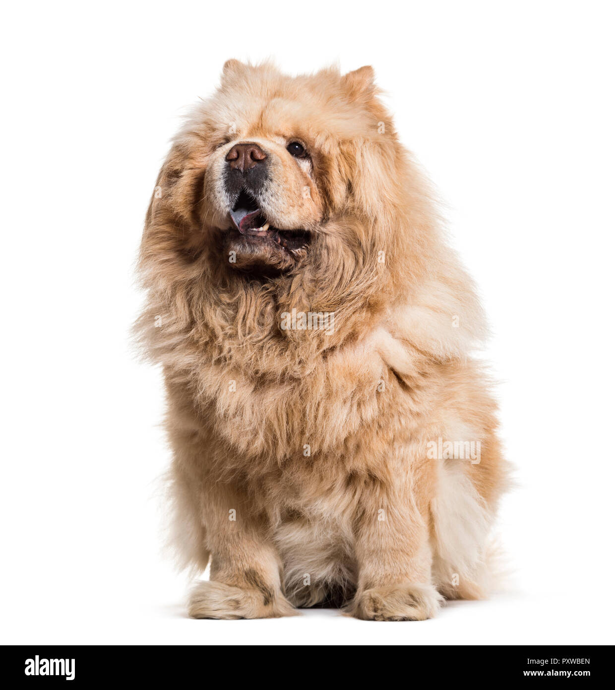 Chow chow dog, 8 years old, sitting against white background Stock Photo