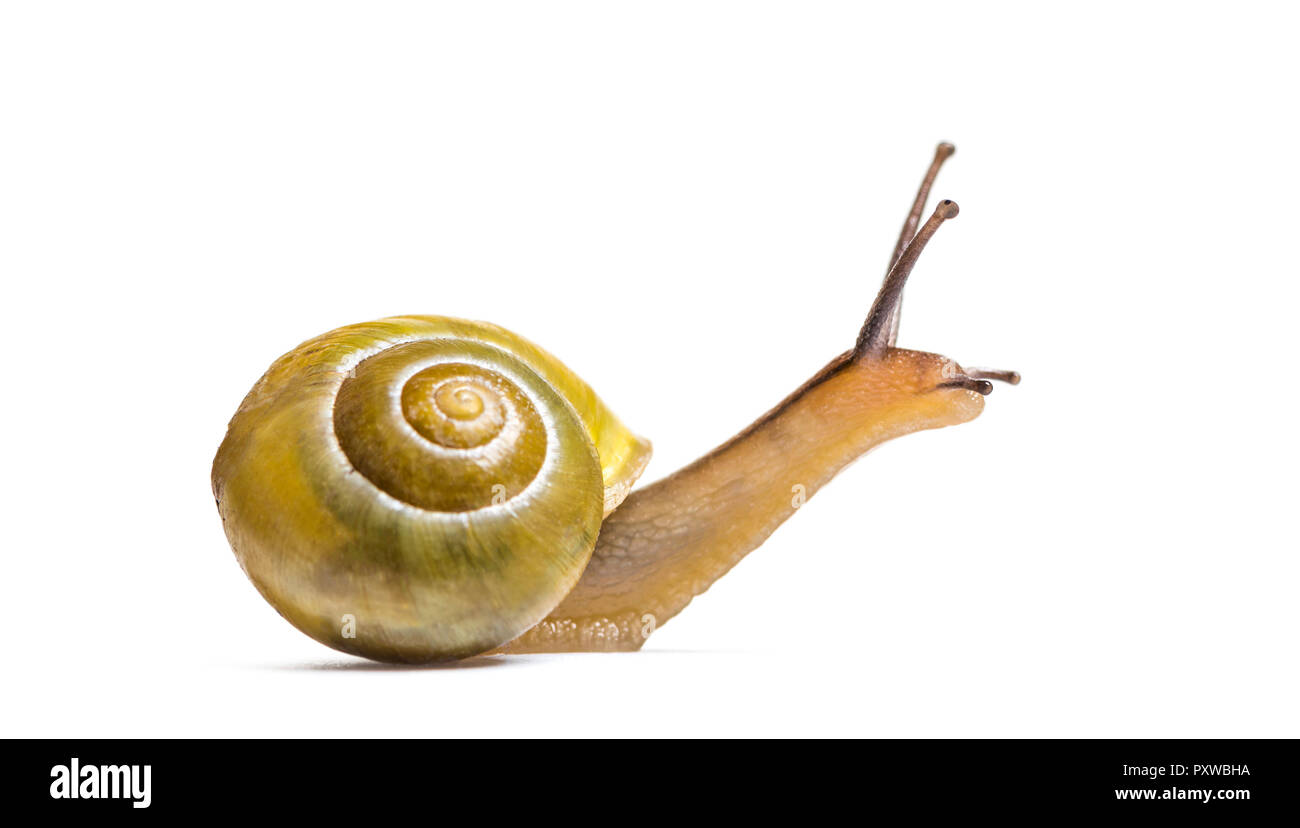 grove snail or brown-lipped snail, Cepaea nemoralis, in front of white background Stock Photo